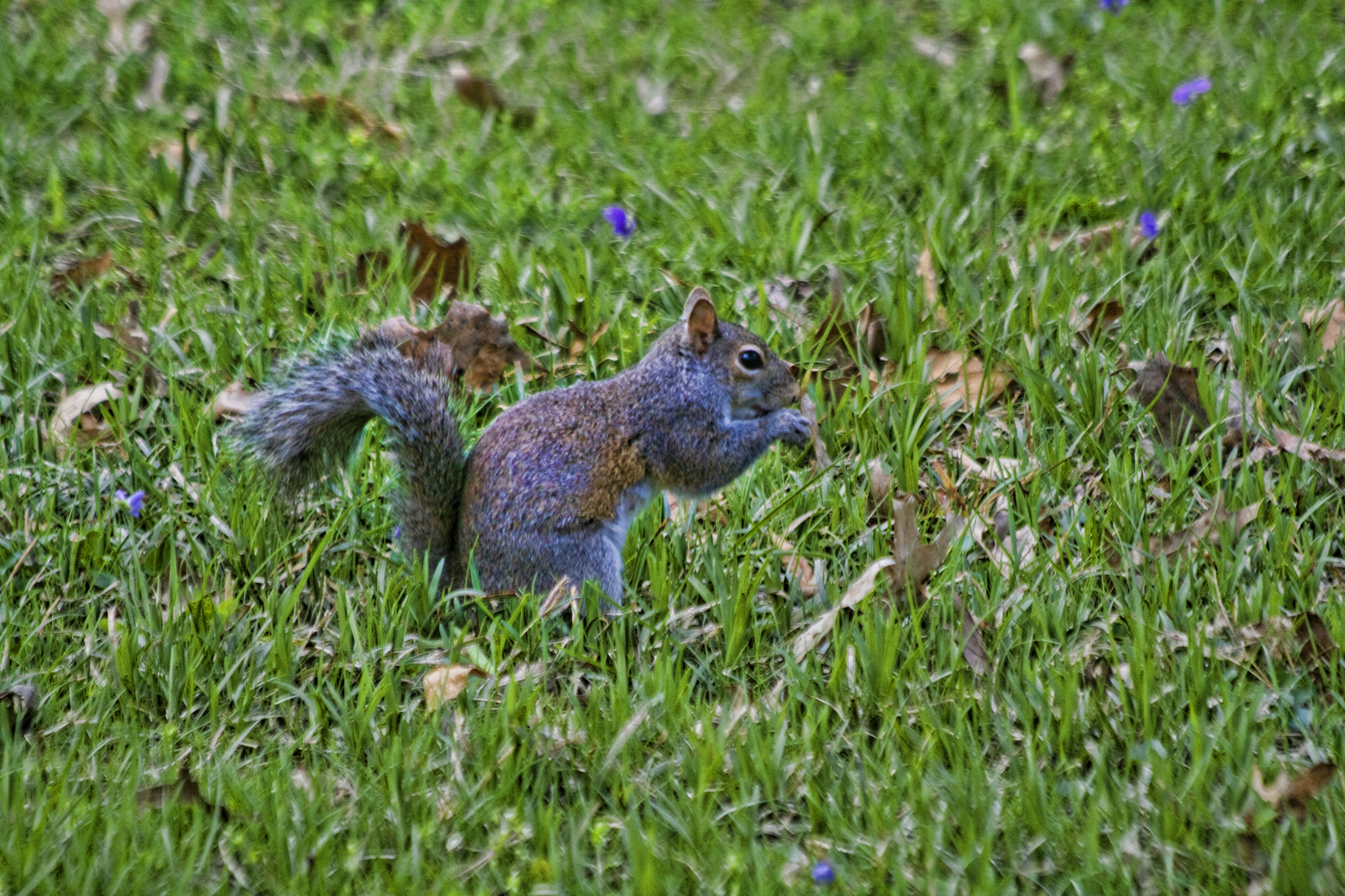 Canon EOS 400D (EOS Digital Rebel XTi / EOS Kiss Digital X) sample photo. Squirrel closeup photography