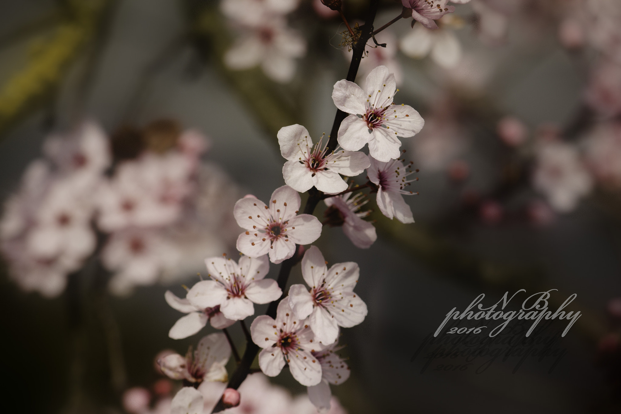 Canon EF-S 55-250mm F4-5.6 IS II sample photo. Edit photography