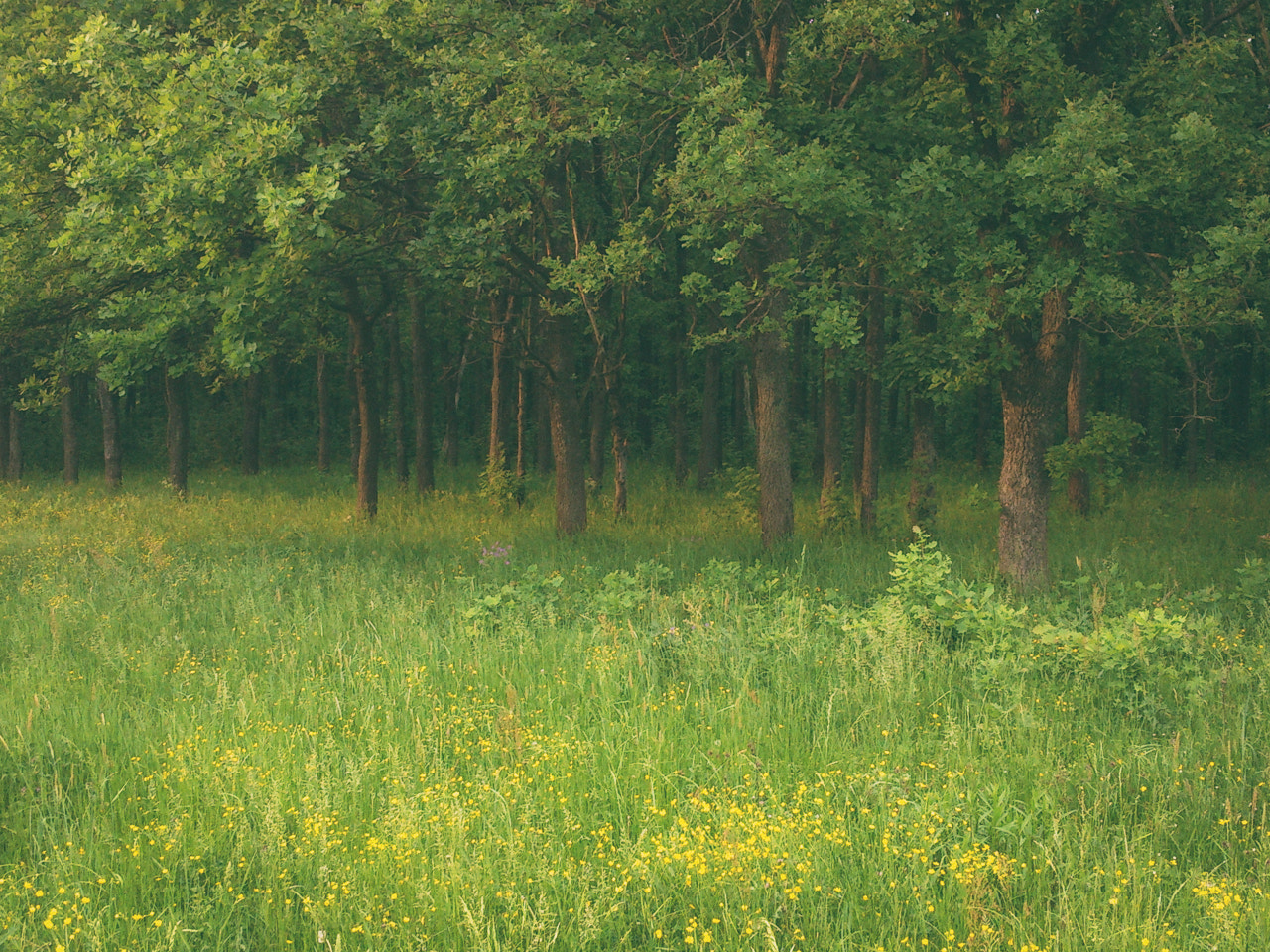 Sony Xperia V sample photo. Misty forest photography