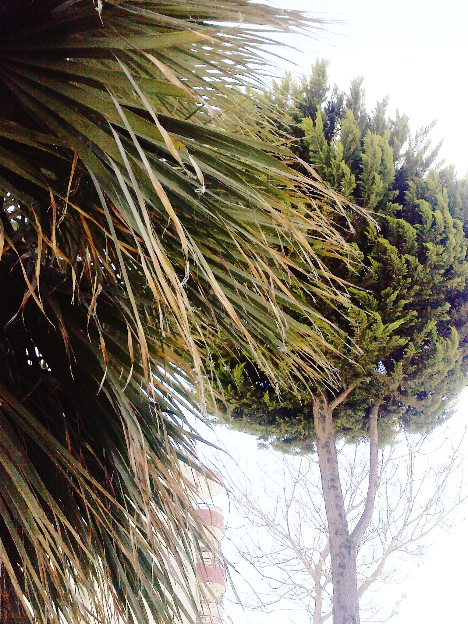 LG P760 sample photo. Trees photography