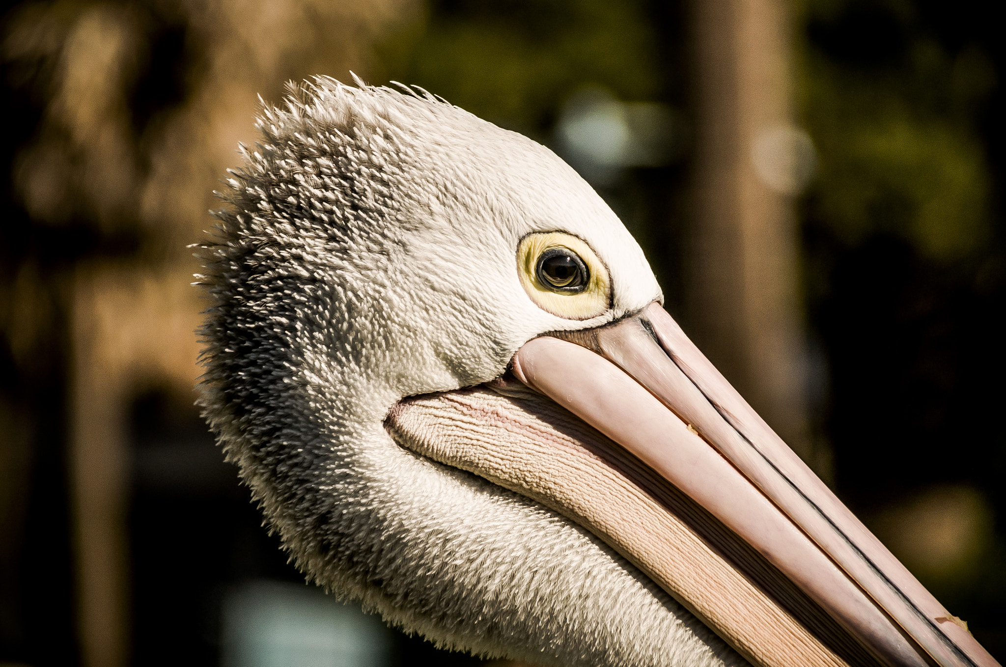 Sigma 18-250mm F3.5-6.3 DC Macro OS HSM sample photo. Pelican photography
