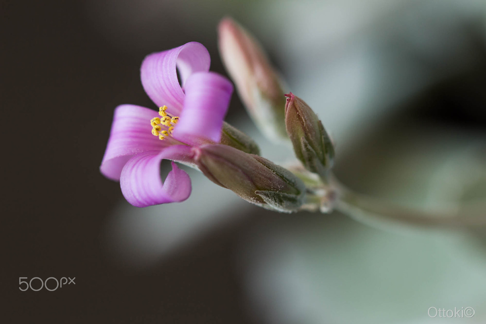Canon EOS 100D (EOS Rebel SL1 / EOS Kiss X7) + Canon EF 100mm F2.8L Macro IS USM sample photo. Fleurie photography