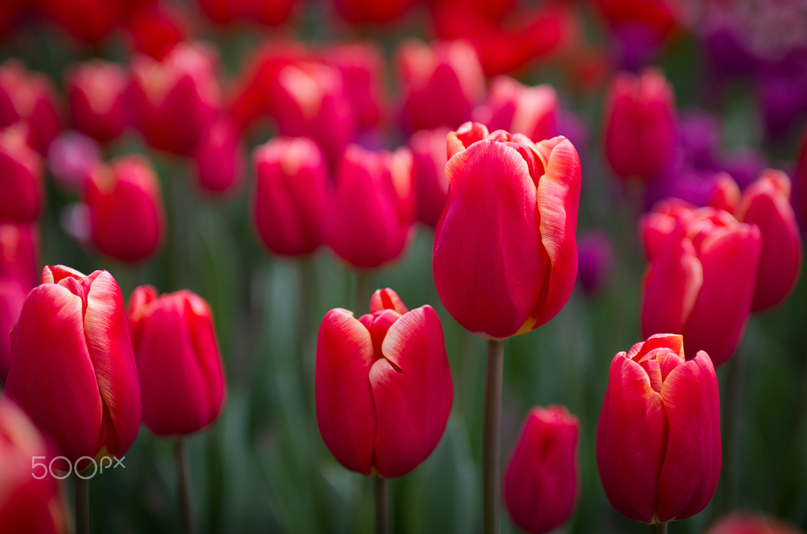 Pentax K-500 sample photo. The chosen one photography