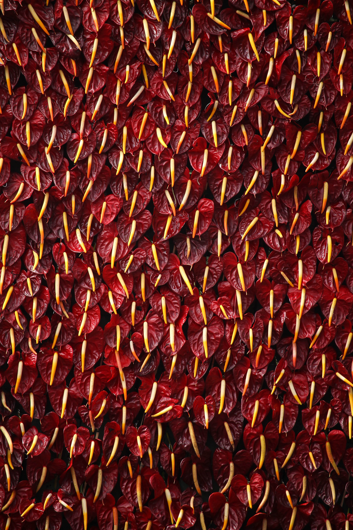Canon EF-S 55-250mm F4-5.6 IS STM sample photo. All i see is red photography