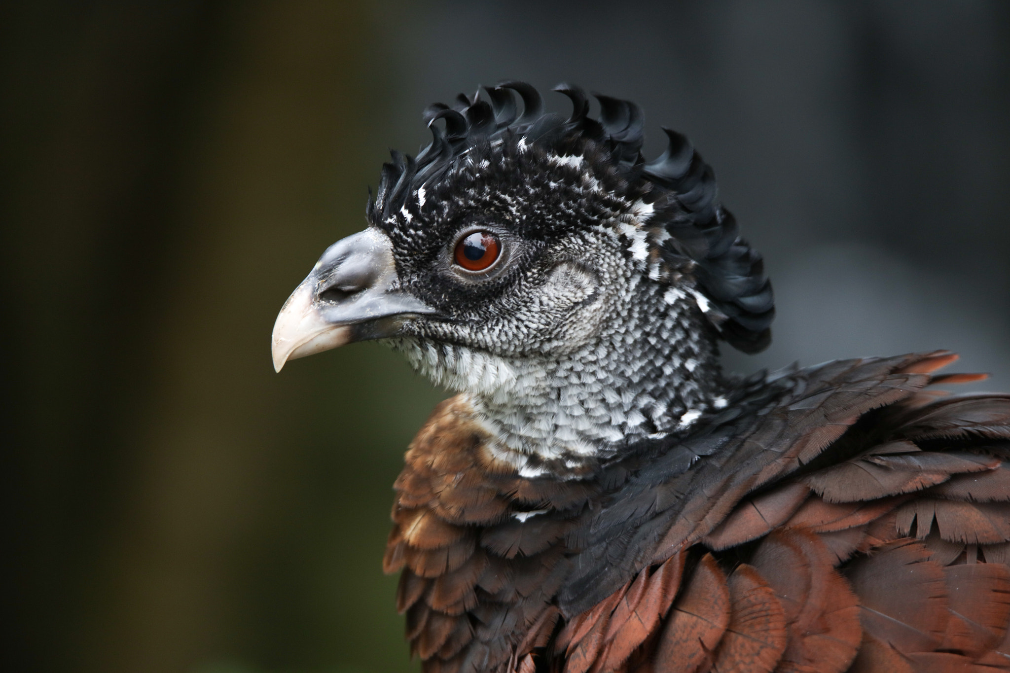 Tamron SP 150-600mm F5-6.3 Di VC USD sample photo. Gaze photography