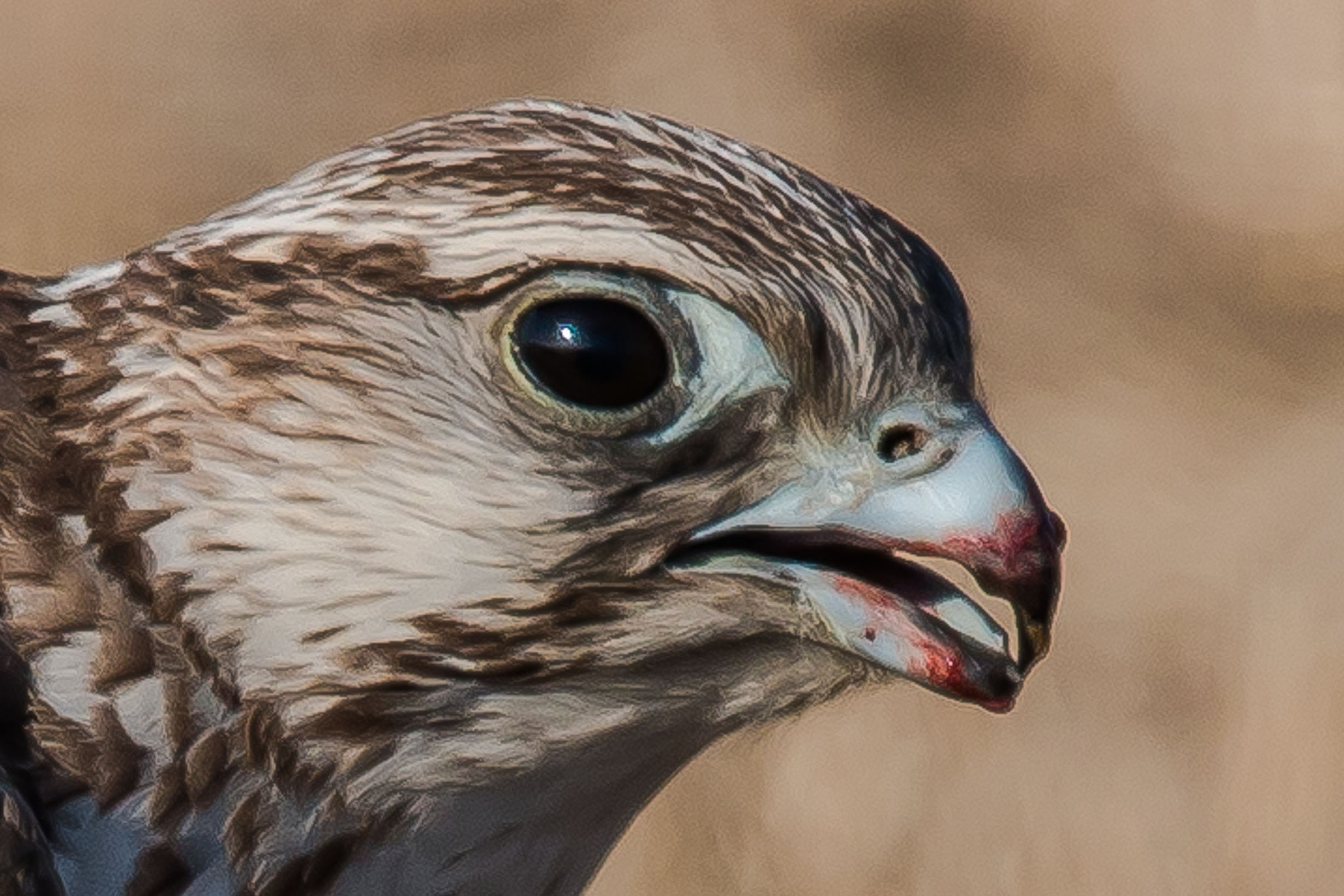 Canon EF 600mm F4L IS II USM sample photo. After enjoying photography