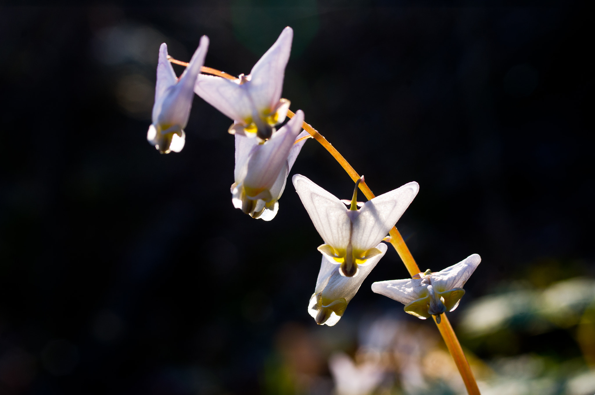 Pentax smc D-FA 50mm F2.8 Macro sample photo. Hanging breches photography