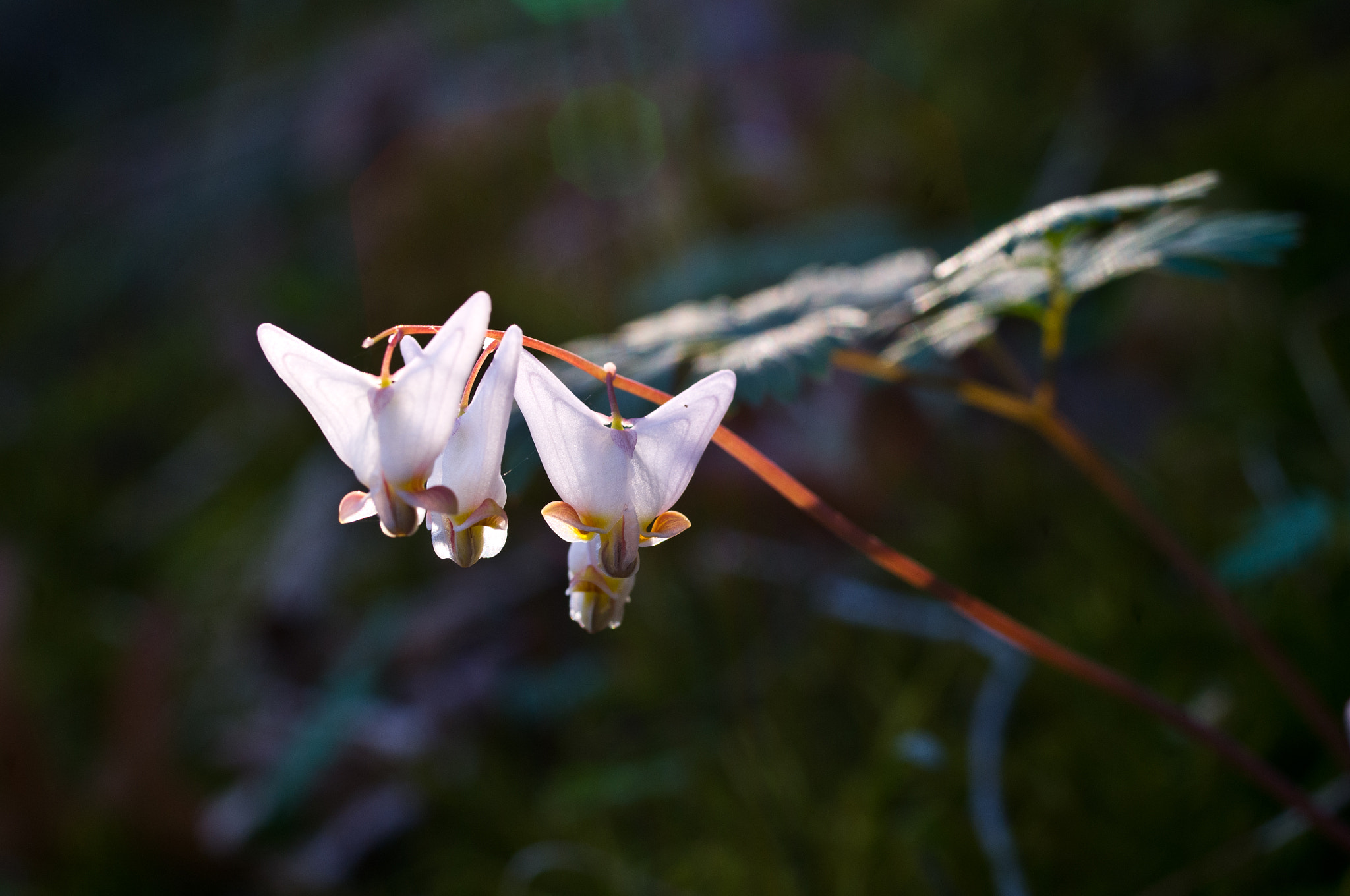 Pentax K-x + Pentax smc D-FA 50mm F2.8 Macro sample photo. A line of breches photography