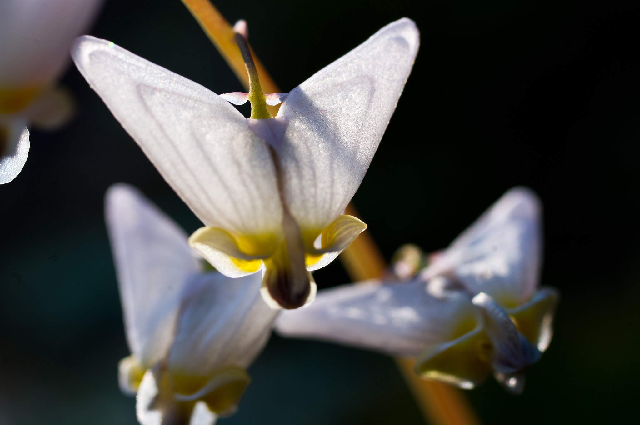 Pentax K-x + Pentax smc D-FA 50mm F2.8 Macro sample photo. Dutchman's breeches photography