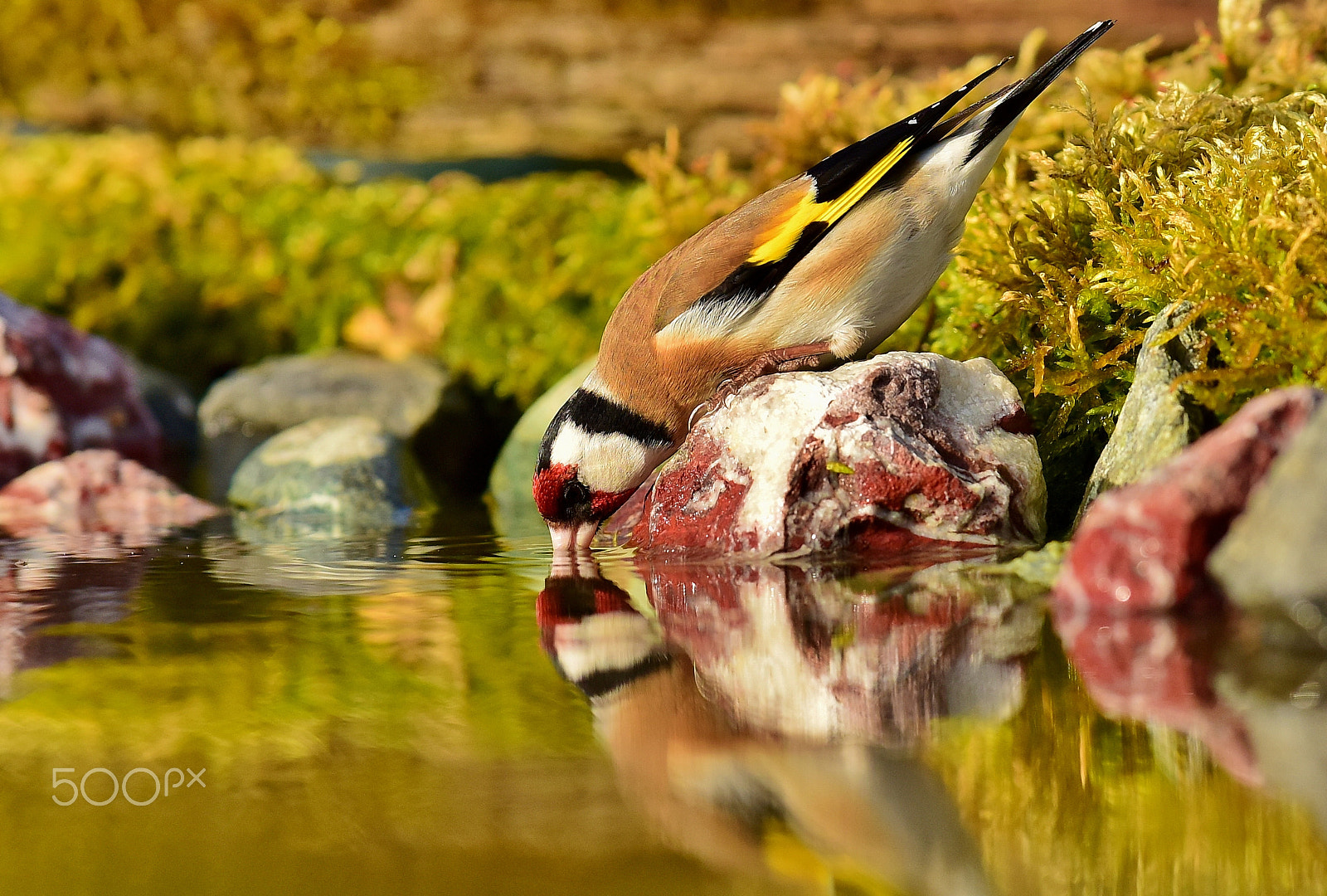 Nikon D810 + Sigma 50-150mm F2.8 EX APO DC OS HSM sample photo. Goldfinch photography