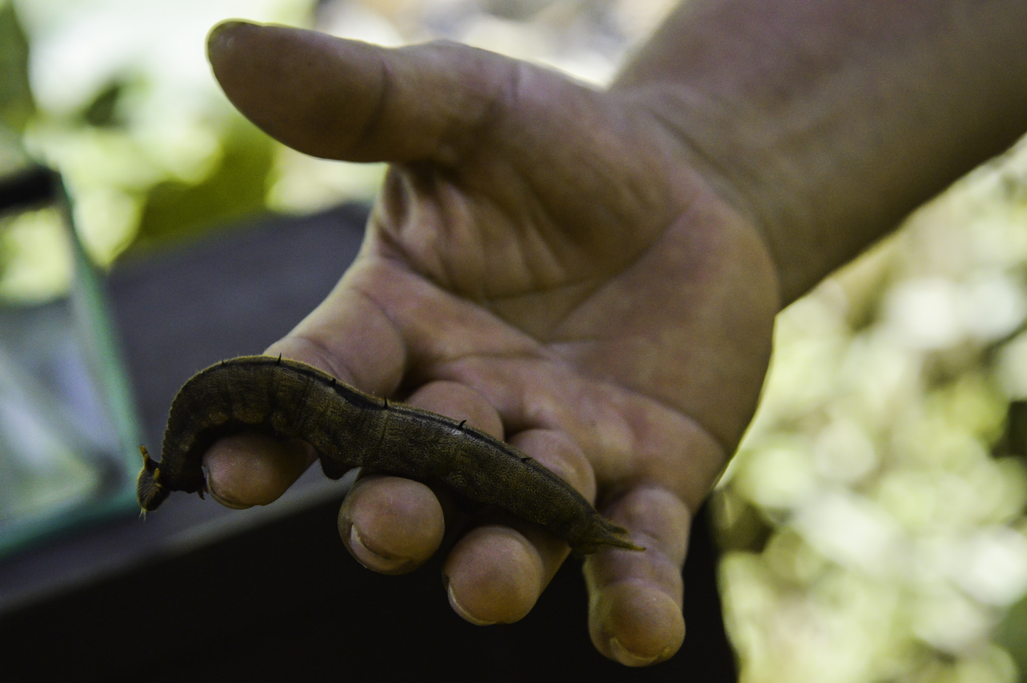 Nikon D3200 + Nikon AF-S Nikkor 24-85mm F3.5-4.5G ED VR sample photo. Caterpillar... photography