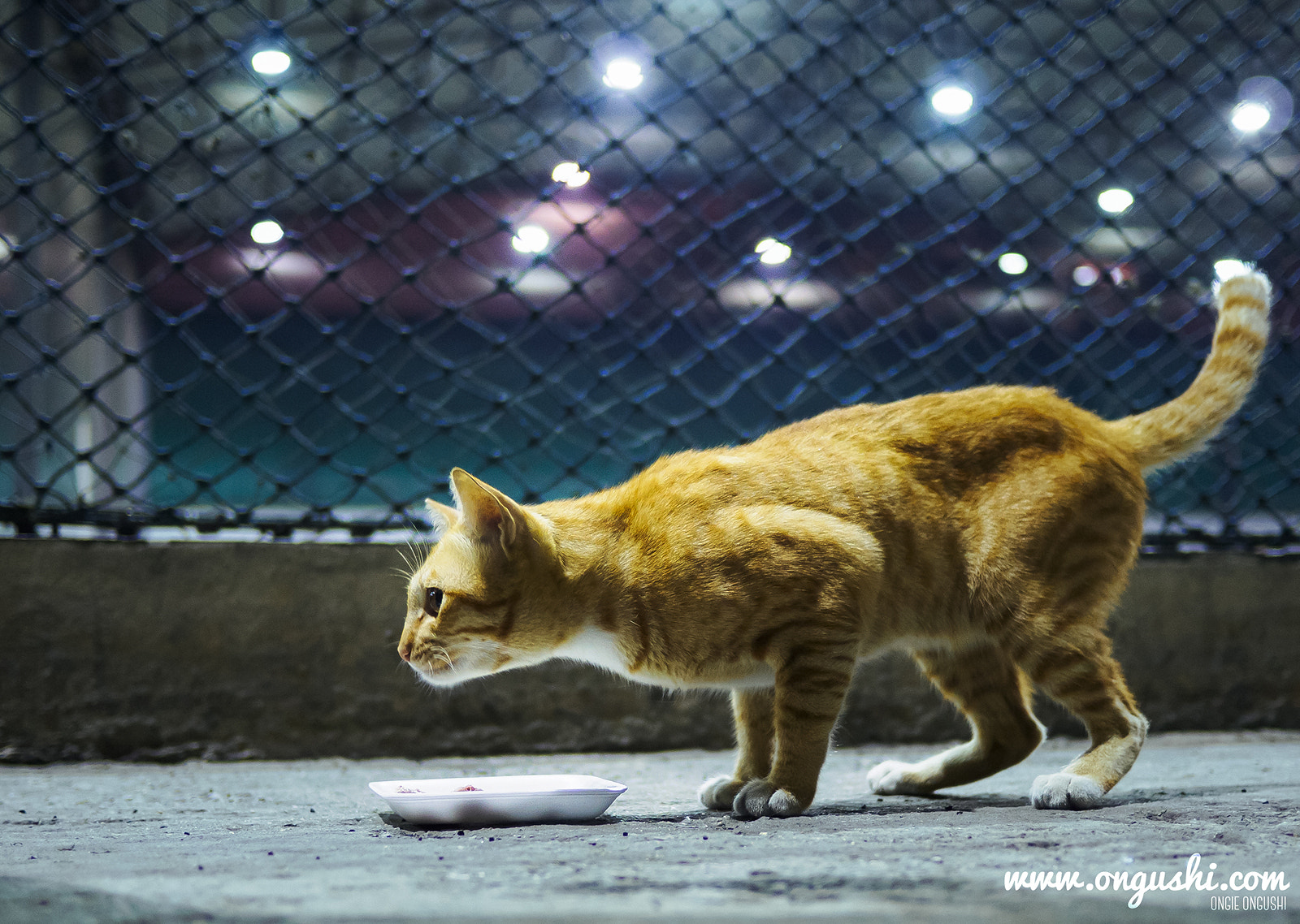 Olympus OM-D E-M10 II + LUMIX G 20/F1.7 II sample photo. Cat 81: attack tiger photography