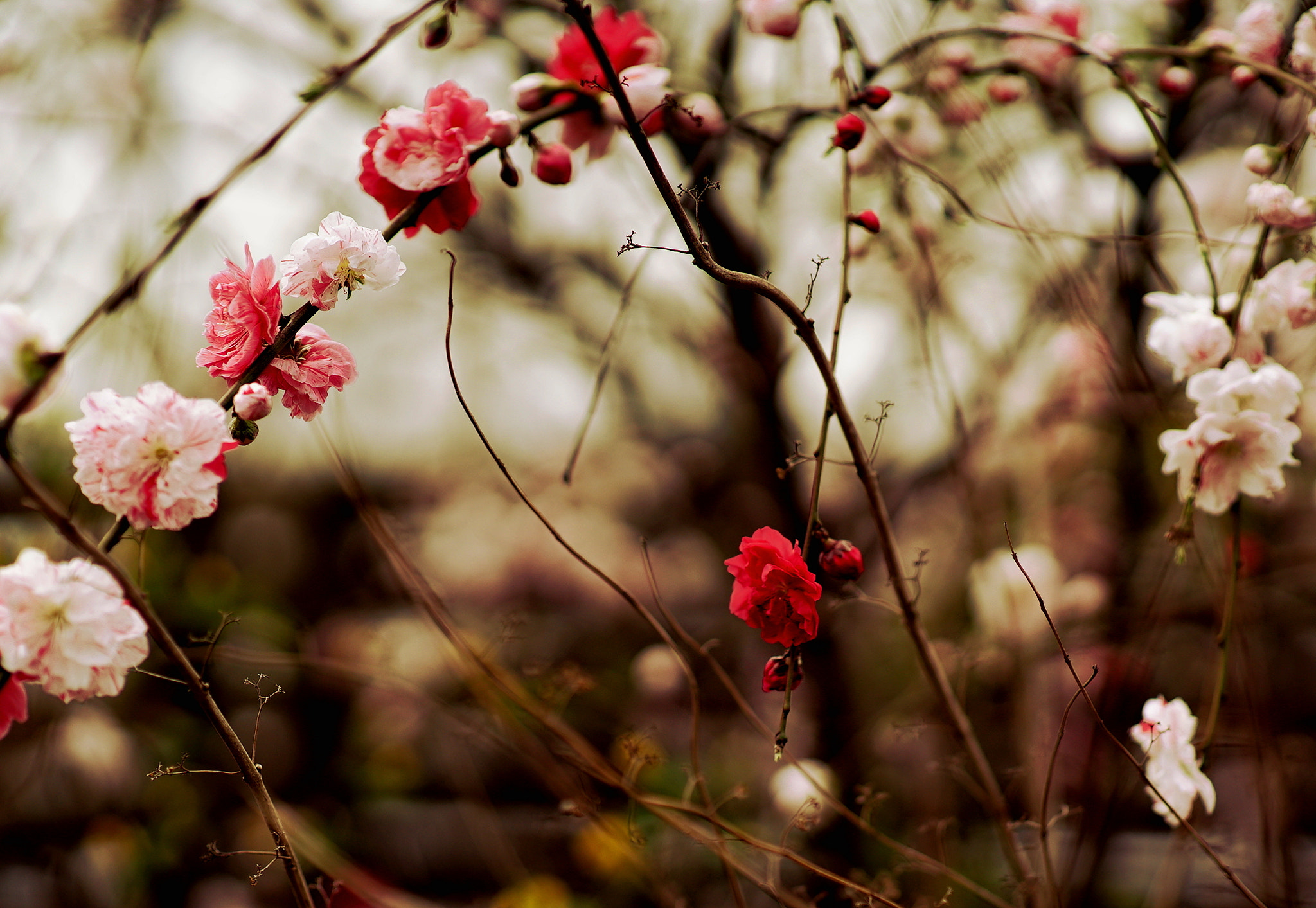 Sony a7S + Minolta AF 85mm F1.4 G (D) sample photo. Tricolor peach photography