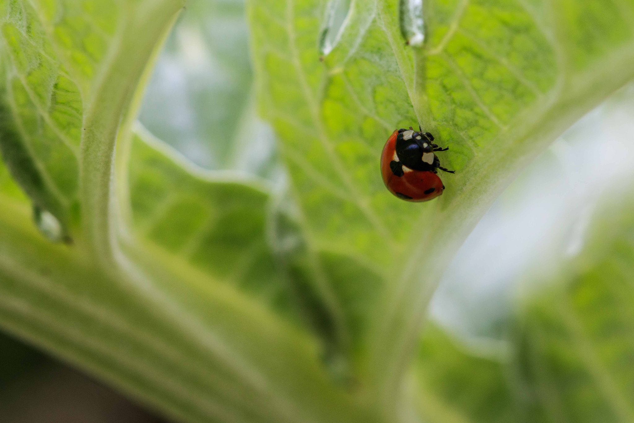 Canon EOS 760D (EOS Rebel T6s / EOS 8000D) + Canon EF 100mm F2.8L Macro IS USM sample photo. Cocci photography