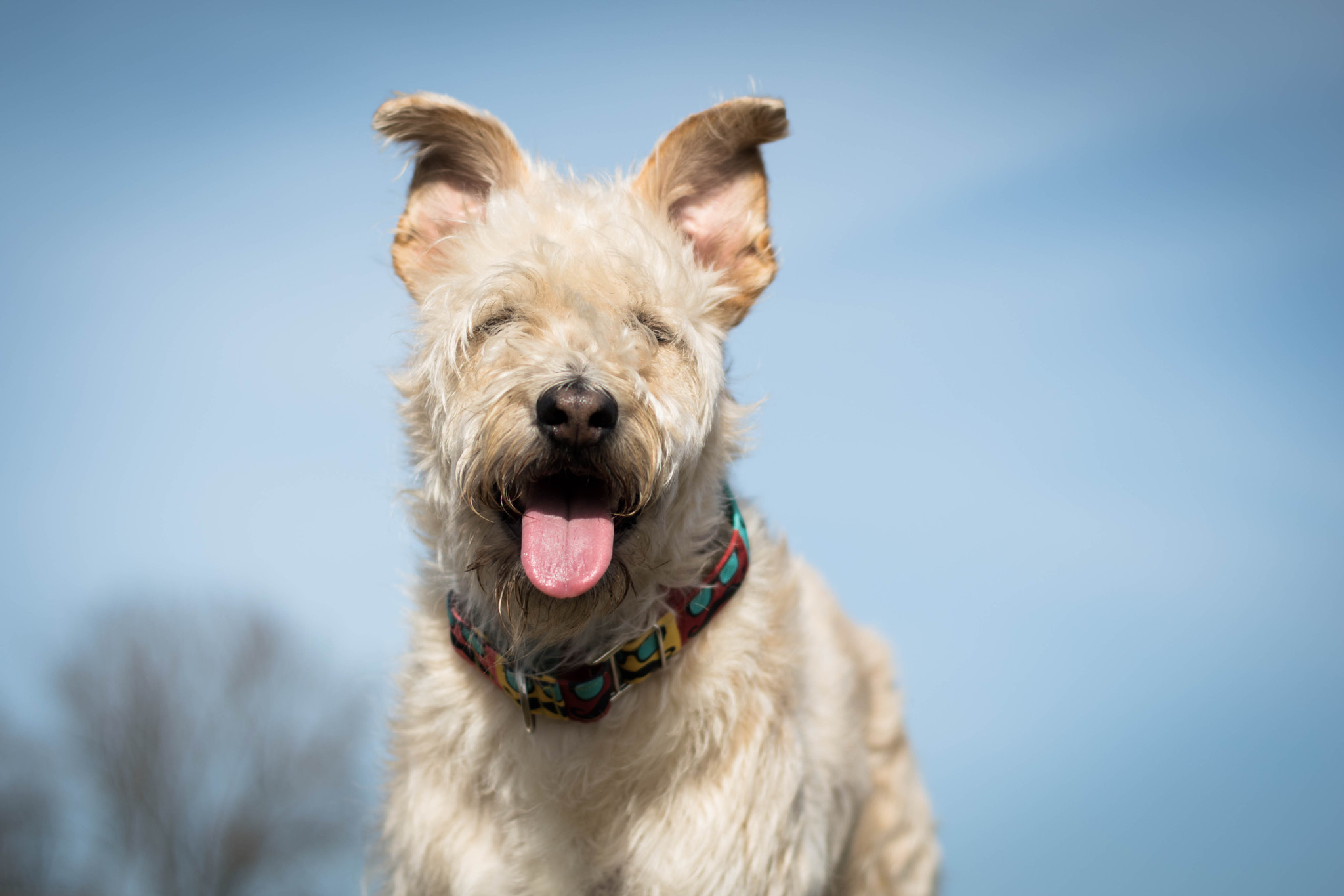 Nikon D5500 + Nikon AF Nikkor 50mm F1.8D sample photo. Happy dog photography