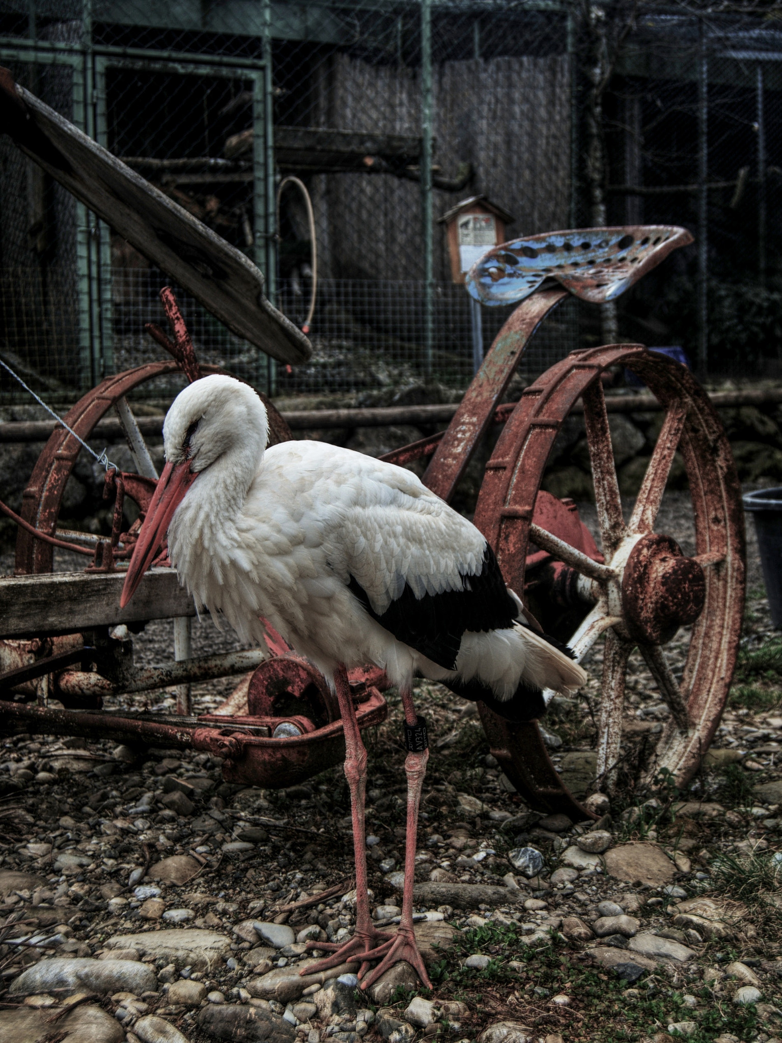 18.00 - 55.00 mm f/3.5 - 5.6 sample photo. Stork photography