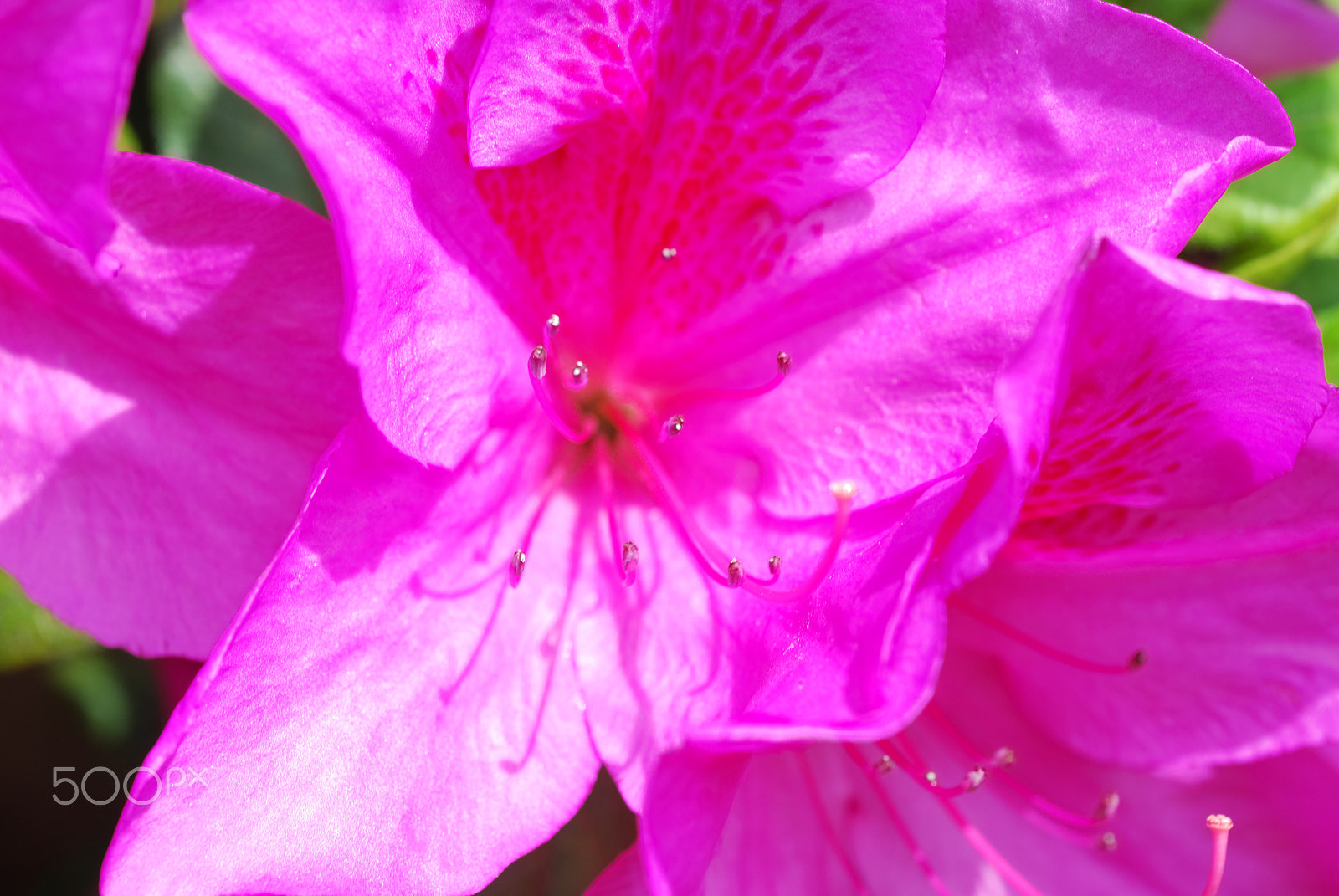 Nikon D40X + Nikon AF Micro-Nikkor 60mm F2.8D sample photo. Flower #10 photography