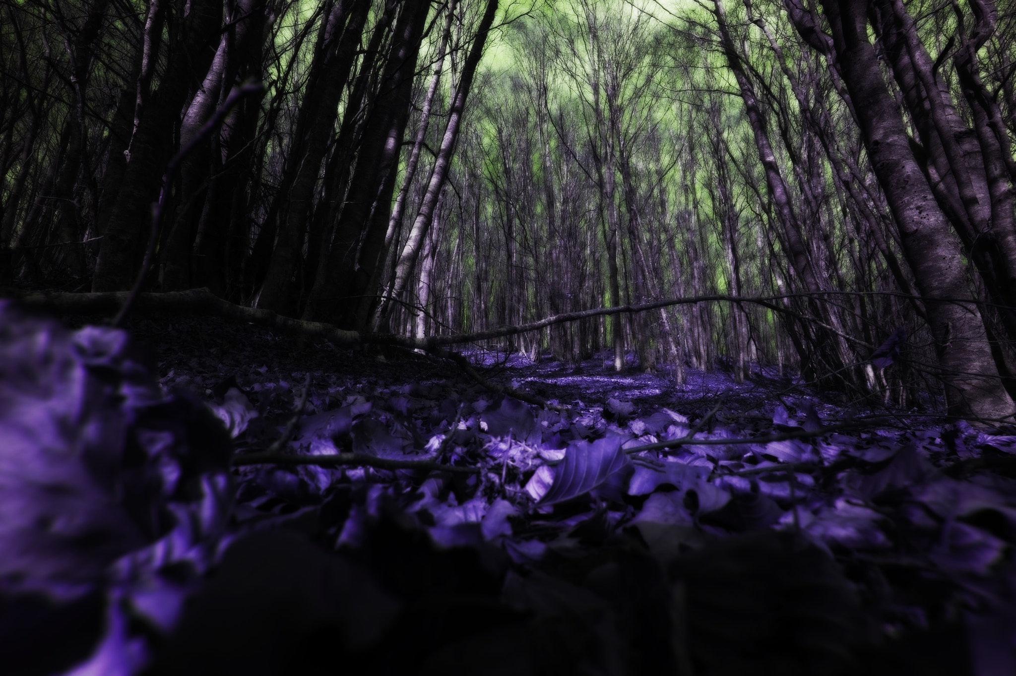Nikon Df sample photo. Campo infra photography