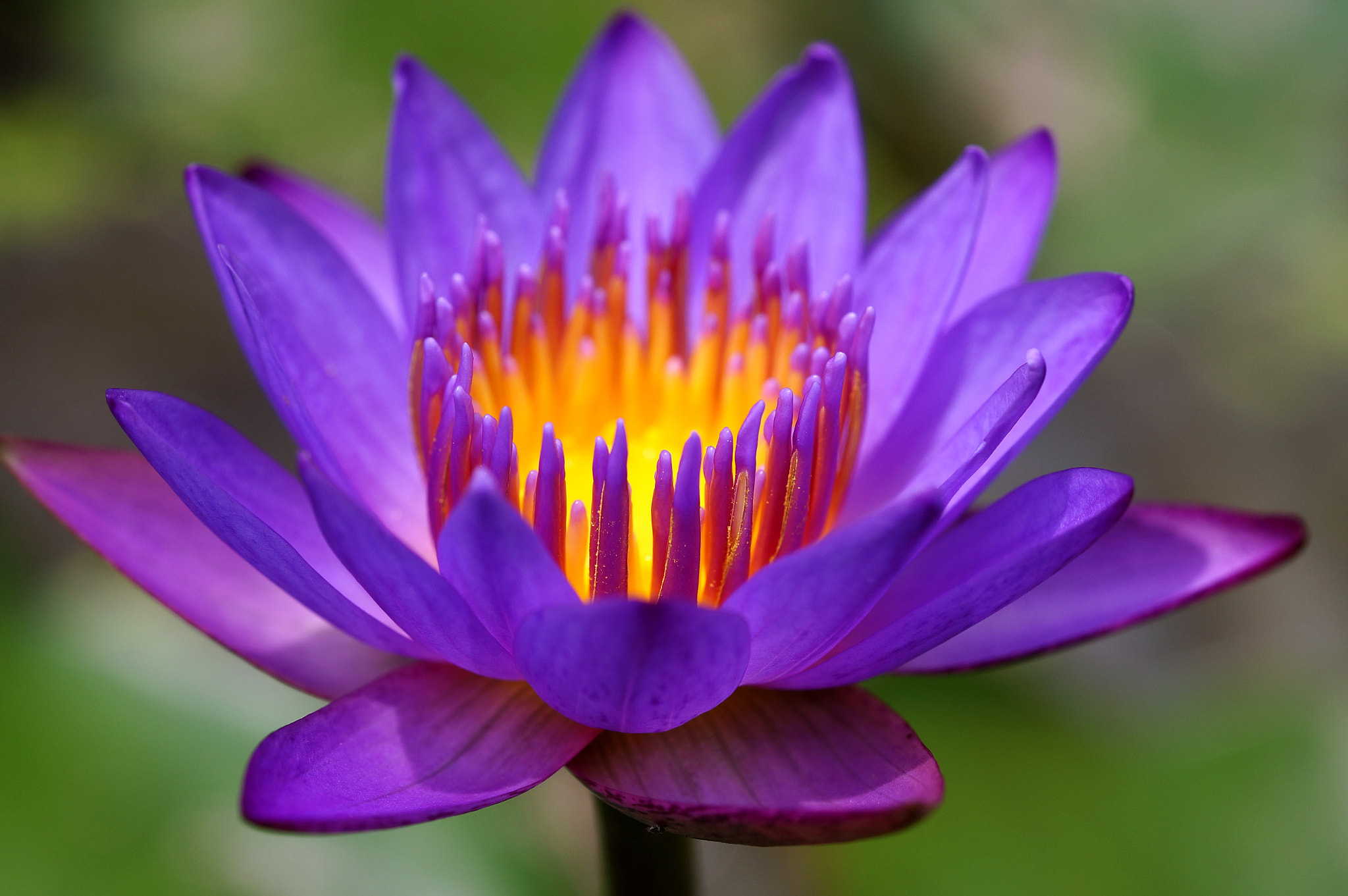 Sony Alpha NEX-6 + Sony FE 90mm F2.8 Macro G OSS sample photo. Water lily photography