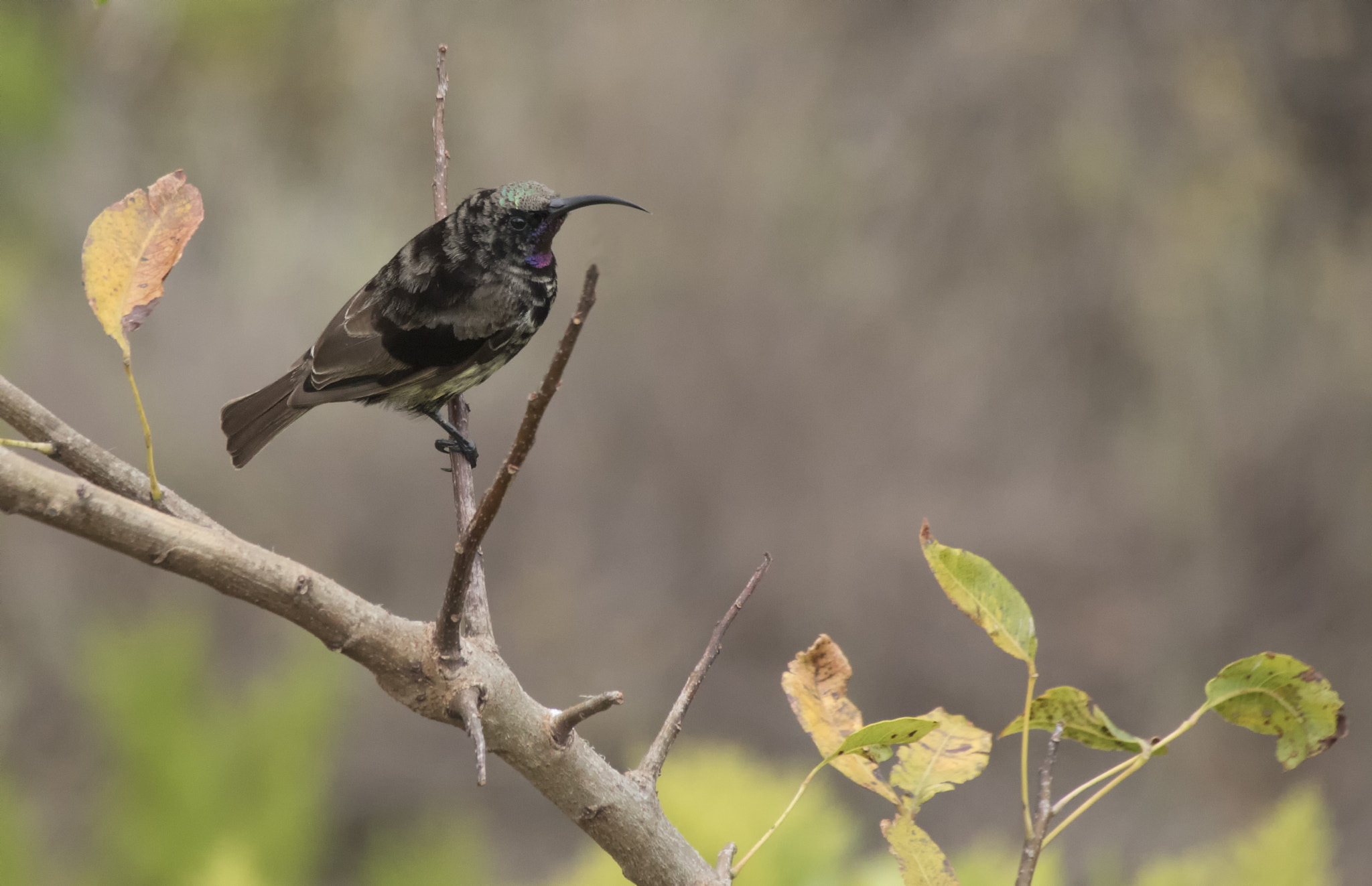 Sigma 18-250mm F3.5-6.3 DC OS HSM sample photo. Black sunbird photography