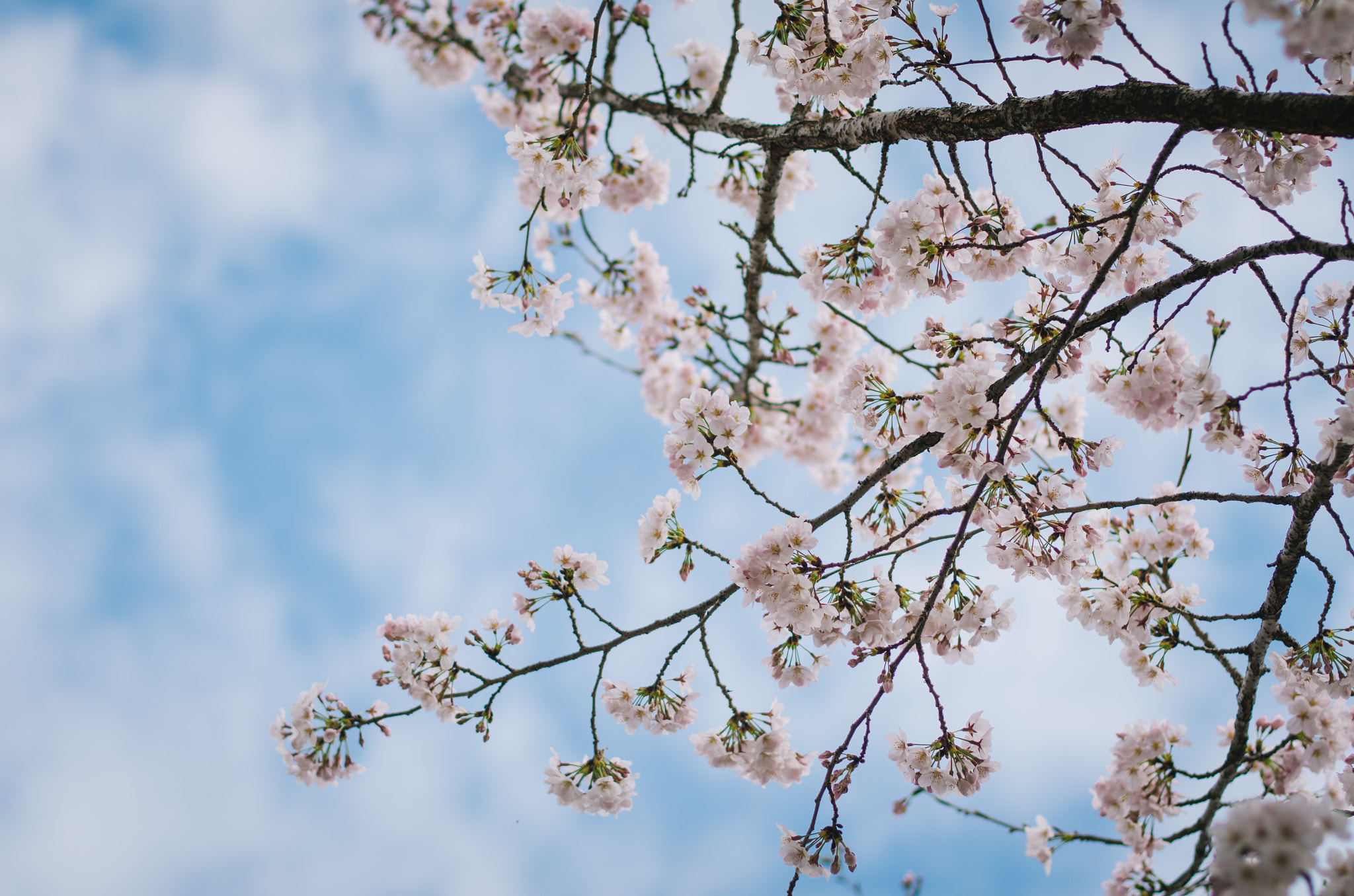 Pentax smc DA* 55mm F1.4 SDM sample photo. Cherry blossoms. photography