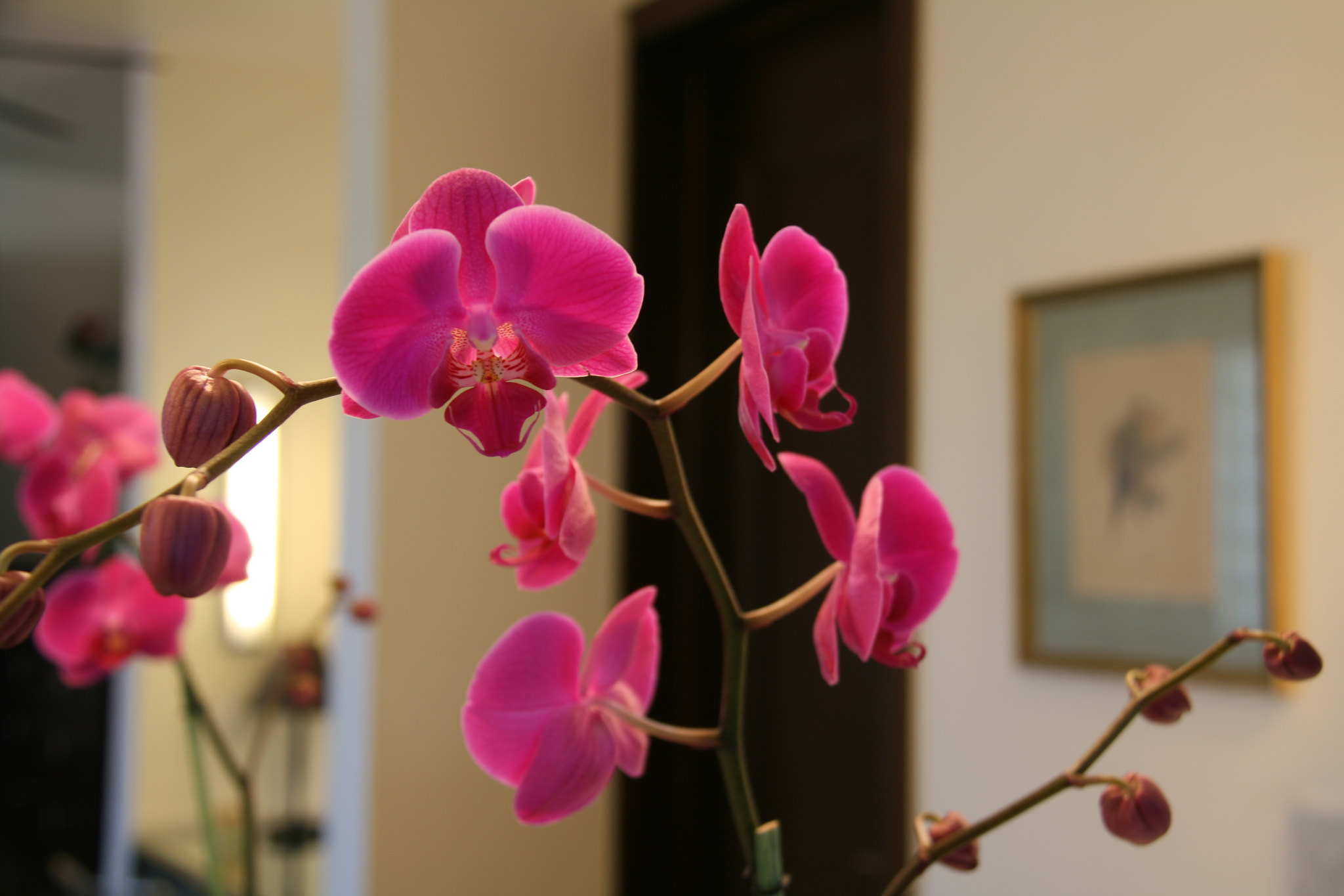 Canon EOS 400D (EOS Digital Rebel XTi / EOS Kiss Digital X) sample photo. Orchidaceae, fuchsia photography