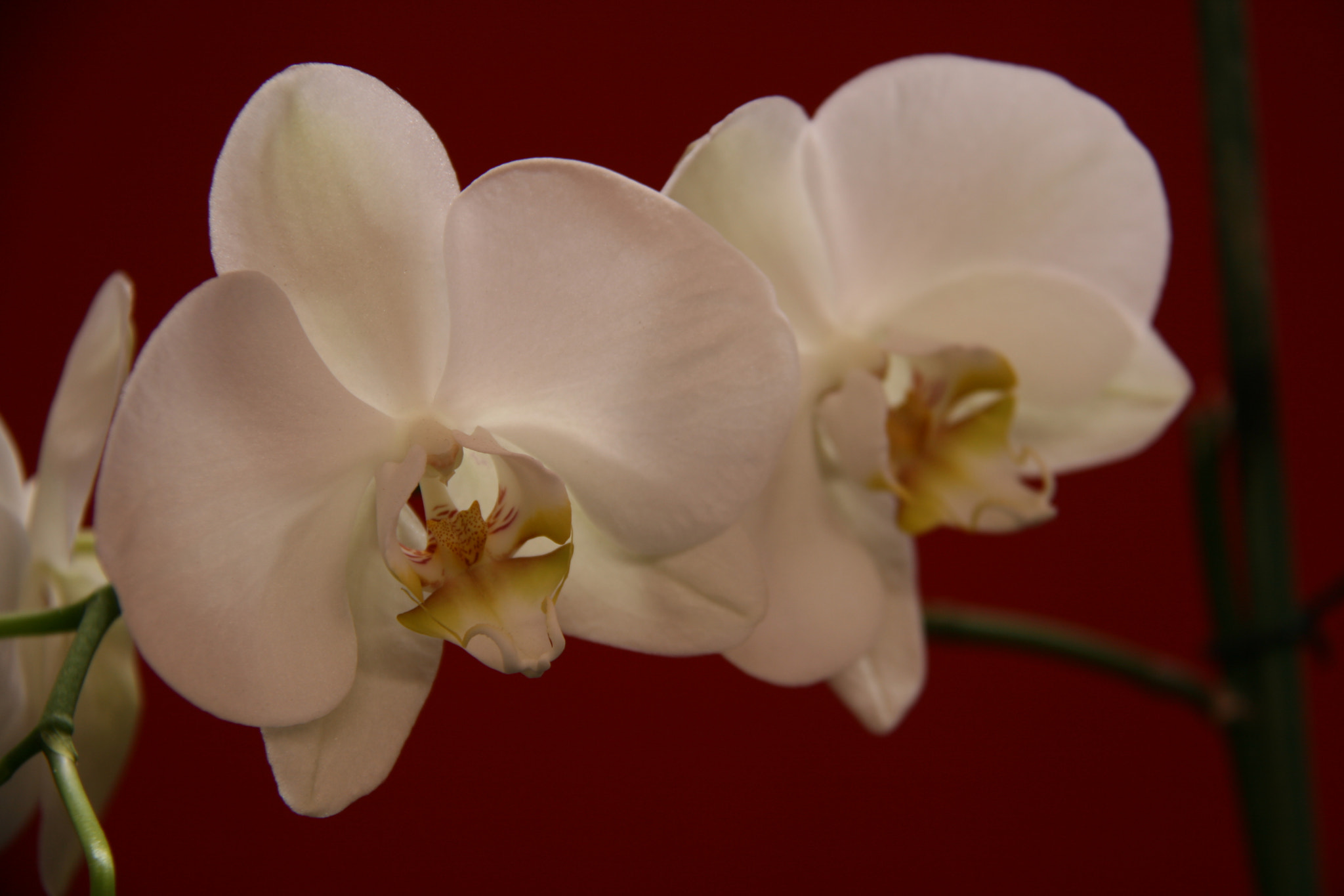 Canon EOS 400D (EOS Digital Rebel XTi / EOS Kiss Digital X) sample photo. Orchidaceae, white photography