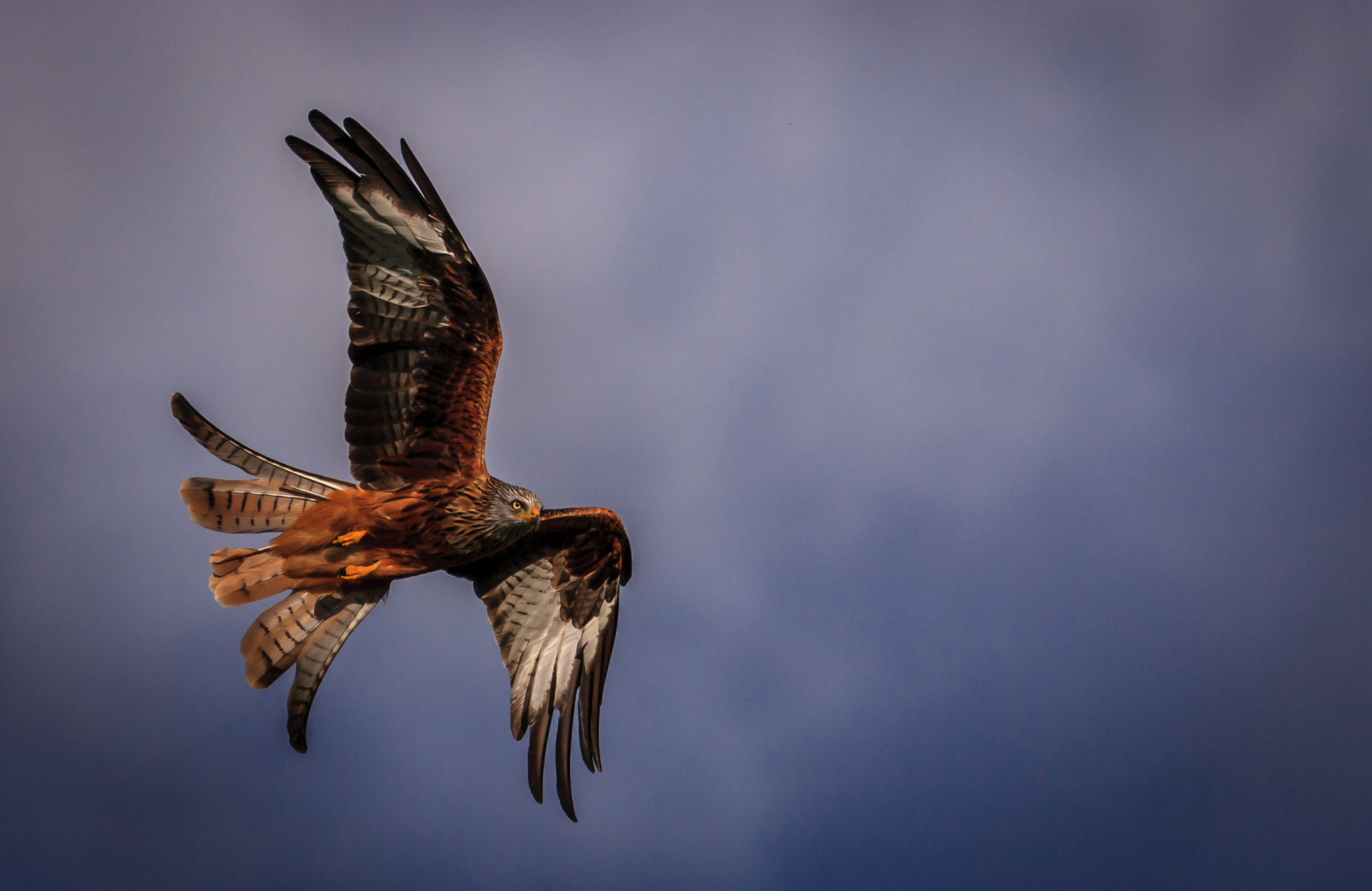 Canon EOS 400D (EOS Digital Rebel XTi / EOS Kiss Digital X) + Canon EF 400mm F5.6L USM sample photo. Red kite single  photography