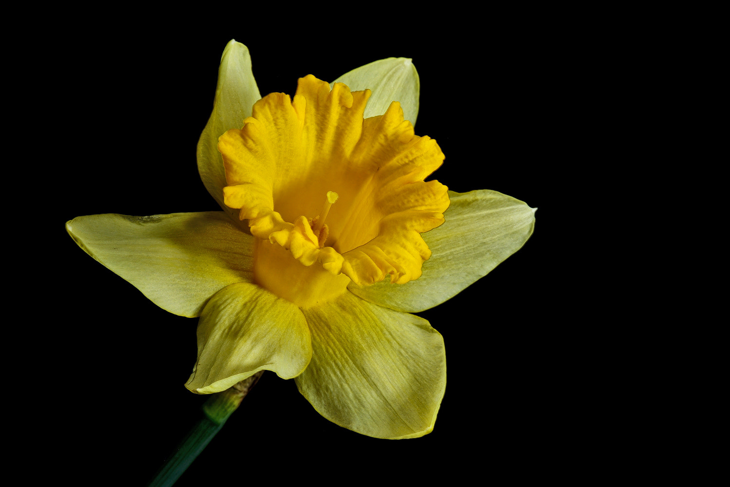 100mm F2.8 SSM sample photo. Yellow trumpet photography