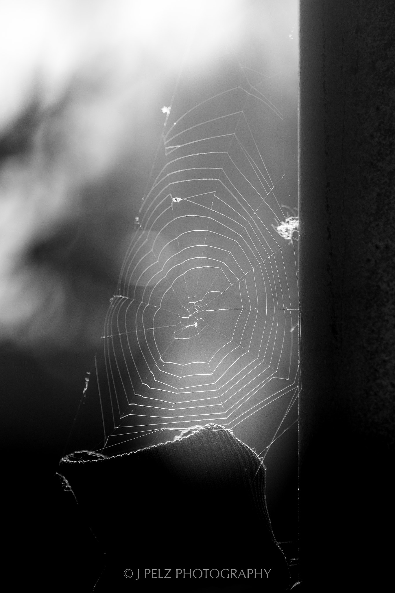 Canon EF 100mm F2.8 Macro USM sample photo. Spider web photography