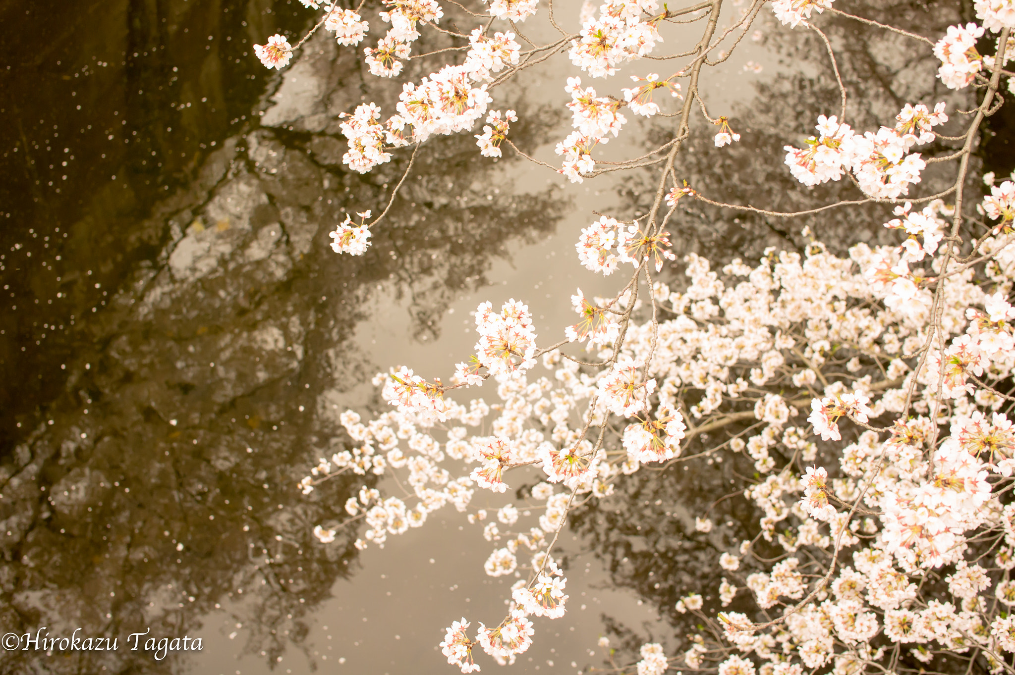 Sony Alpha NEX-5 + Sigma 30mm F2.8 EX DN sample photo. Reflection cherry blossom #1 photography