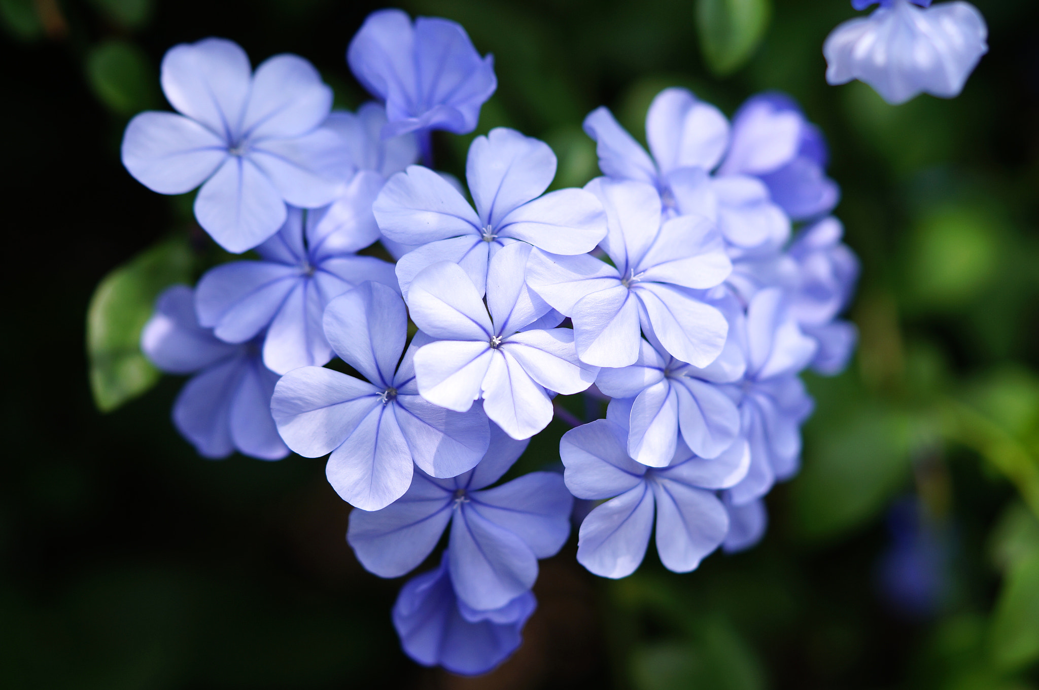 Sony Alpha NEX-6 + Sony FE 90mm F2.8 Macro G OSS sample photo. Close up blue color plumbago photography