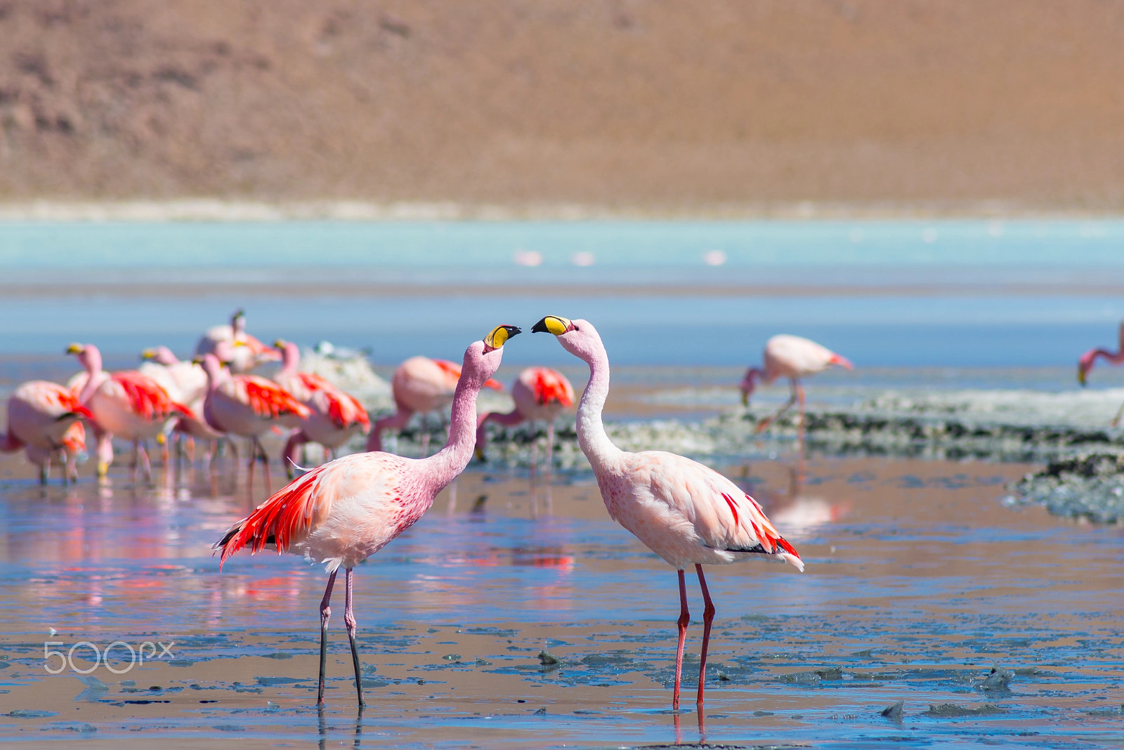 Nikon D610 + Sigma 50-150mm F2.8 EX APO DC HSM II + 1.4x sample photo. Two pink flamingos at "laguna colorada" on the bolivian andes photography