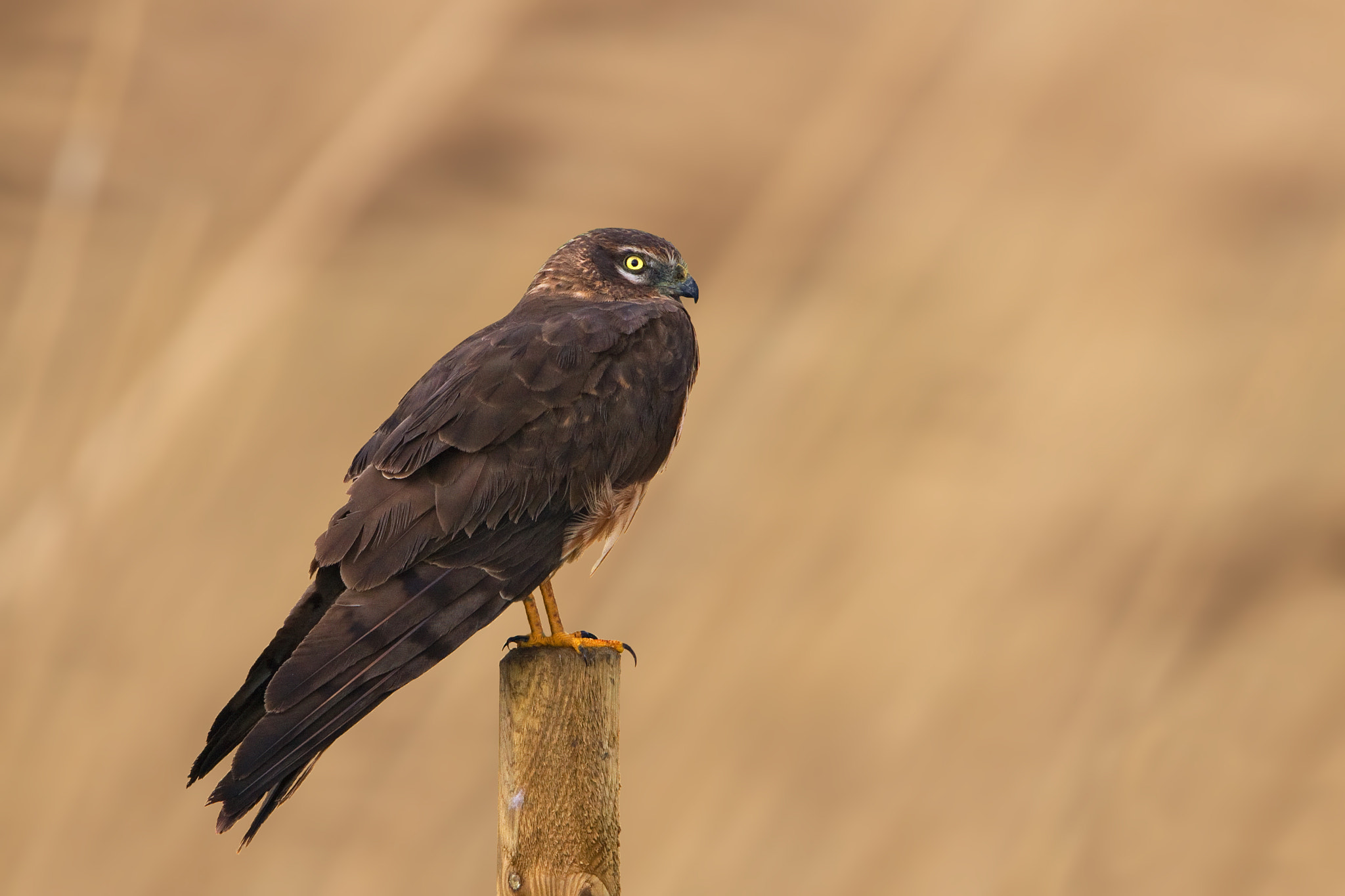 Canon EOS 40D + Canon EF 500mm F4L IS USM sample photo. Montagu's harrier - female photography