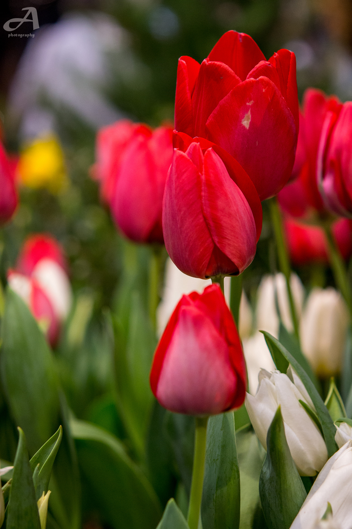 Nikon AF-S Micro-Nikkor 60mm F2.8G ED sample photo. Red. photography