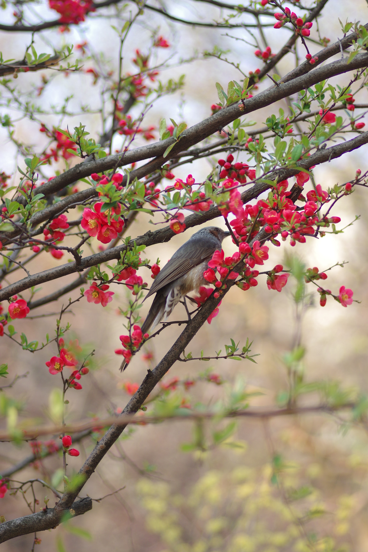 Pentax smc D-FA 100mm F2.8 macro sample photo. 花鳥圖 photography
