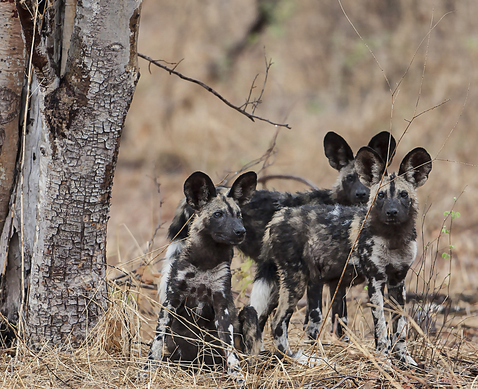 Canon EF 500mm F4L IS USM sample photo. Three pups photography