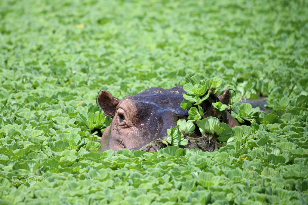 Canon EF 100-400mm F4.5-5.6L IS USM sample photo. Hiding hippo photography