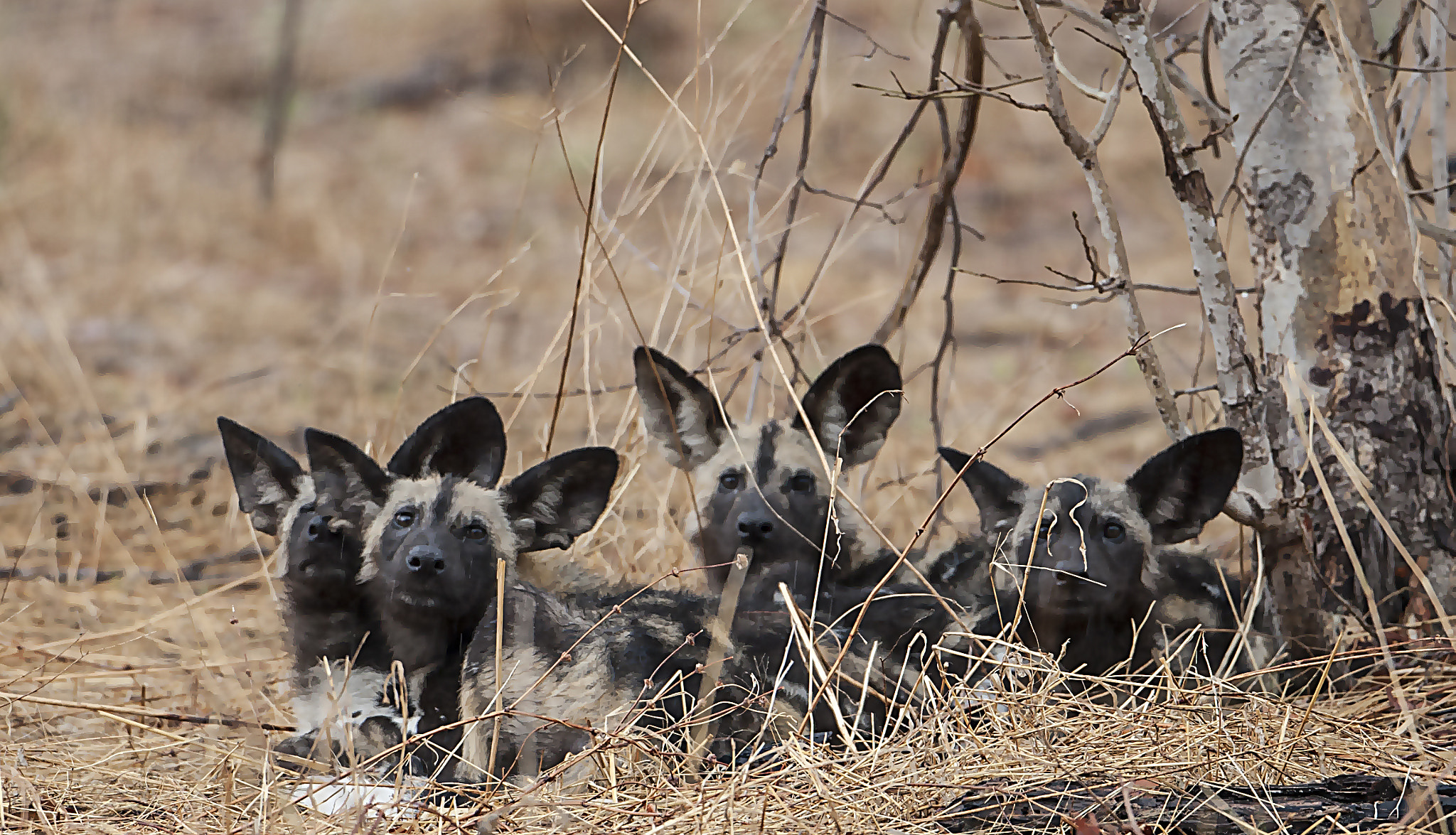 Canon EOS 30D + Canon EF 500mm F4L IS USM sample photo. Four pups photography