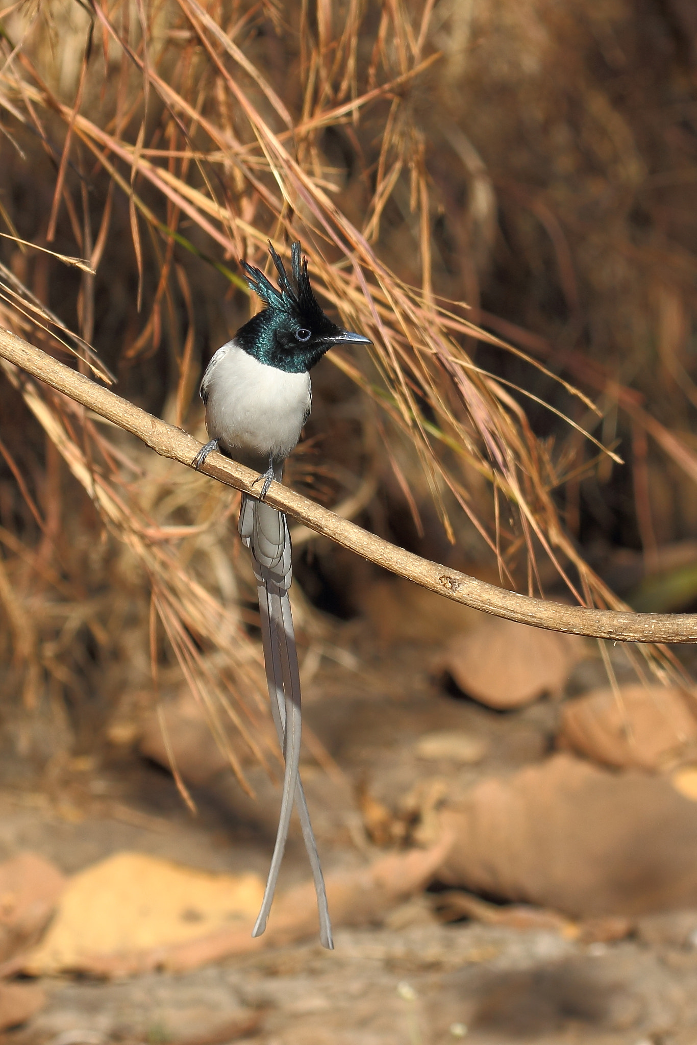 Canon EF 100-400mm F4.5-5.6L IS II USM sample photo. Bird from paradise photography