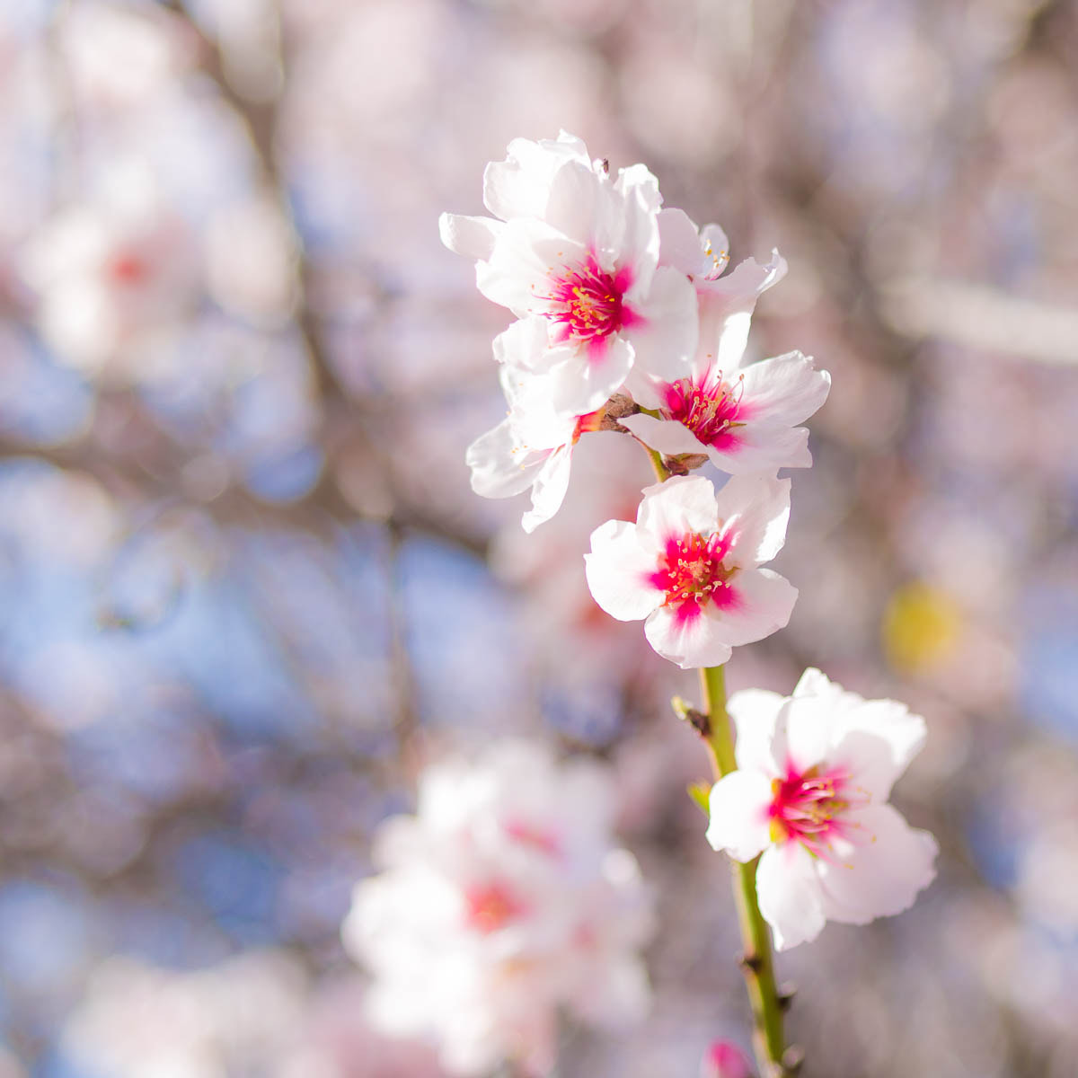 Pentax 645D sample photo. Almond blossom photography