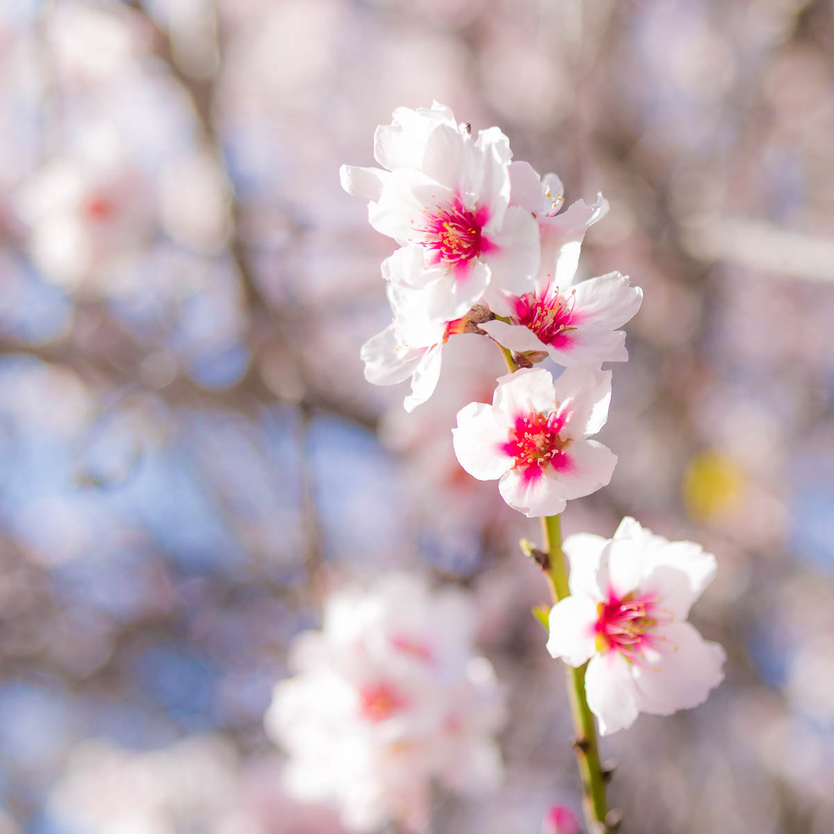 Pentax 645D + smc PENTAX-FA 645 45-85mm F4.5 sample photo. Almond blossom photography