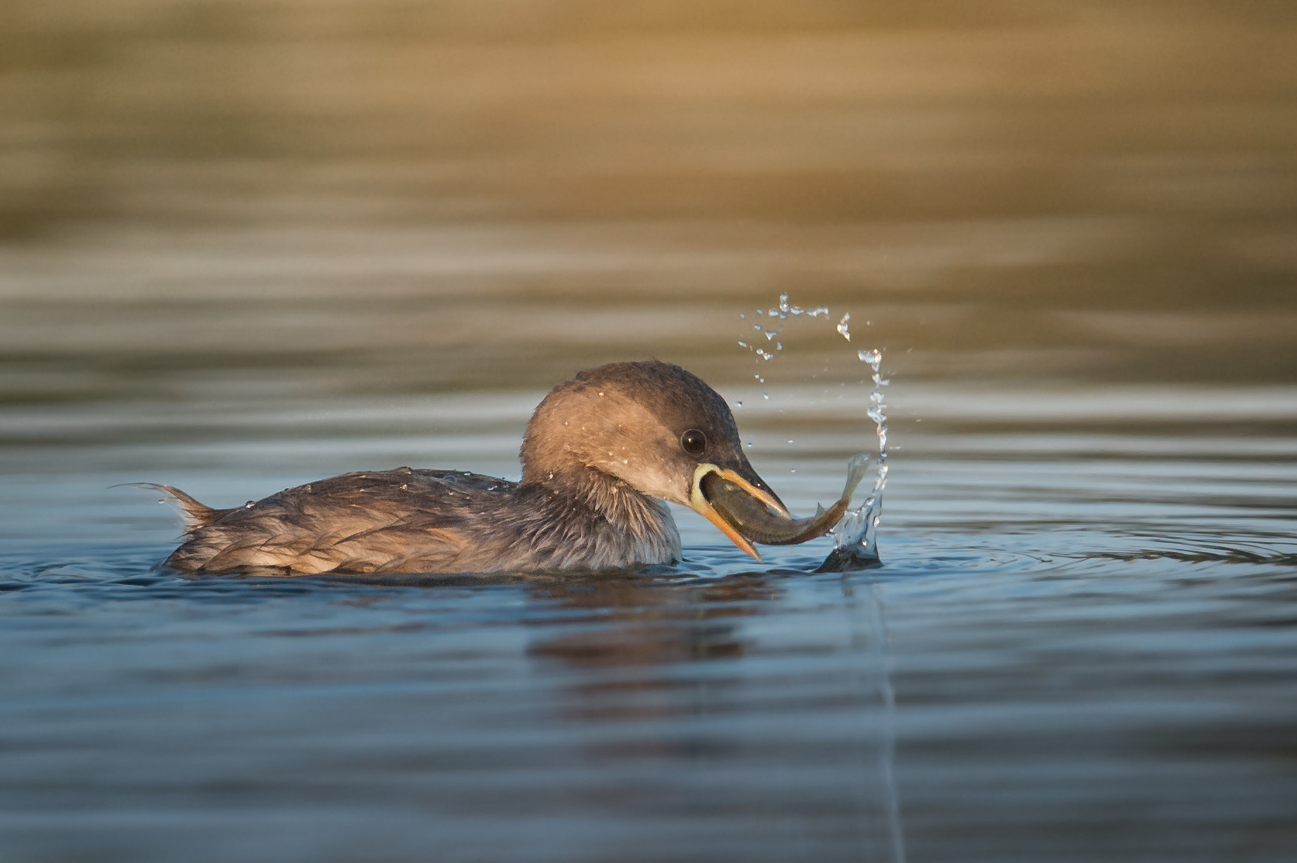 Nikon D4S sample photo. Little grebe photography