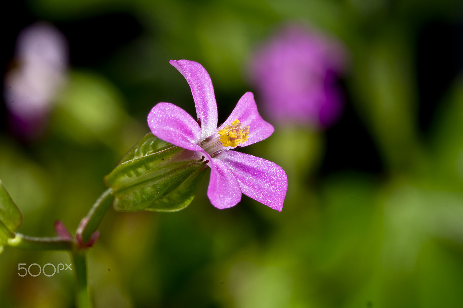 Canon MP-E 65mm F2.5 1-5x Macro Photo sample photo. Early spring photography