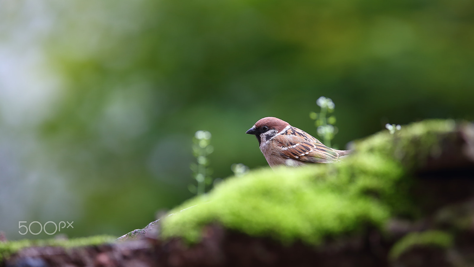 Canon EF 400mm F2.8L IS II USM sample photo. Bs3p0791.jpg photography