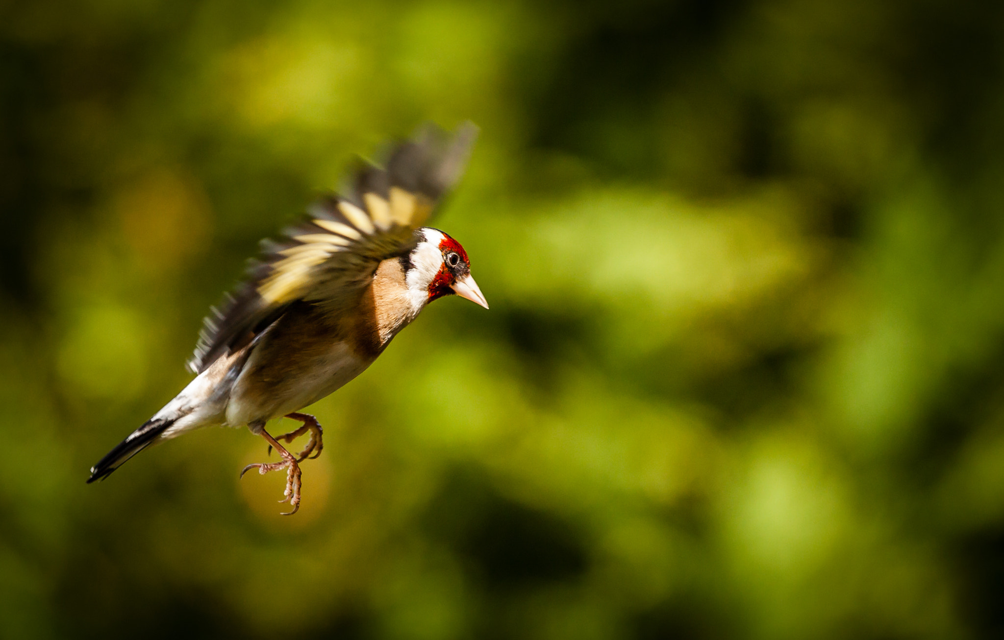 Canon EOS 50D + Canon EF 300mm F2.8L IS USM sample photo. Goldfinch photography