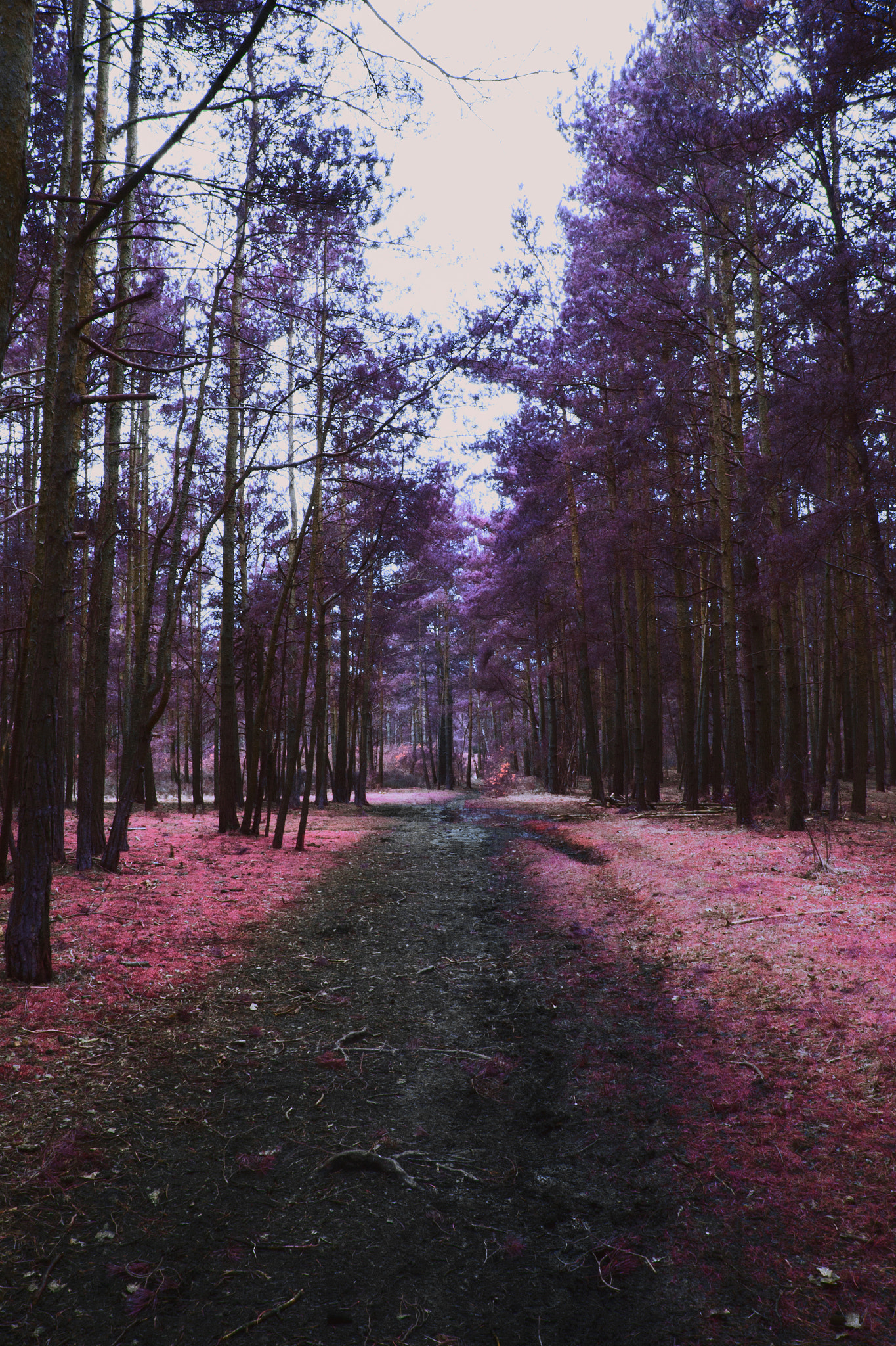 Tamron SP AF 17-50mm F2.8 XR Di II LD Aspherical (IF) sample photo. The pink forest photography