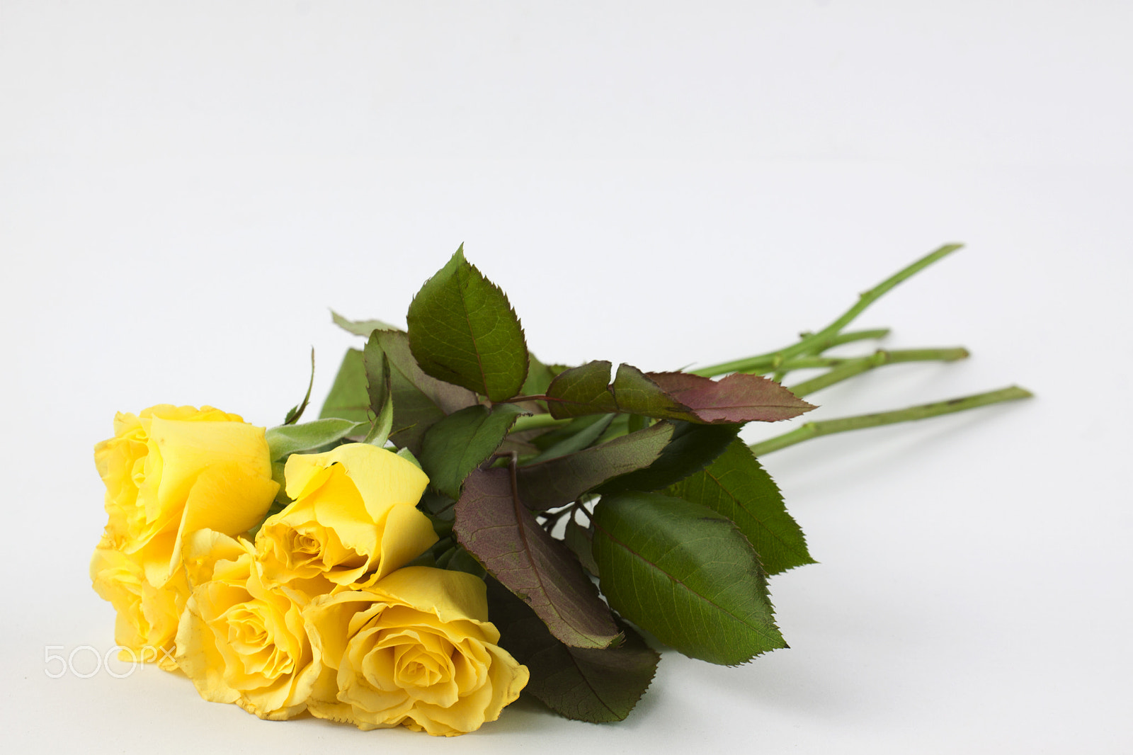 Canon EF-S 18-55mm F3.5-5.6 III sample photo. Yellow roses photography