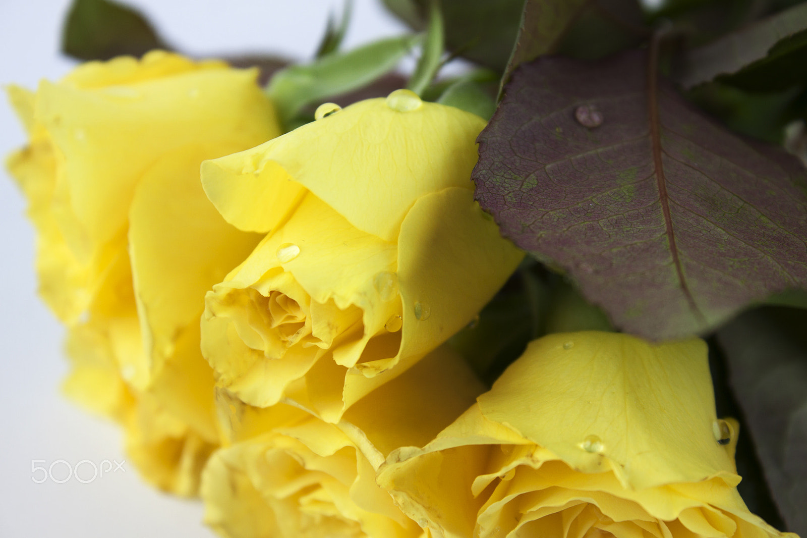 Canon EF-S 18-55mm F3.5-5.6 III sample photo. Yellow roses photography