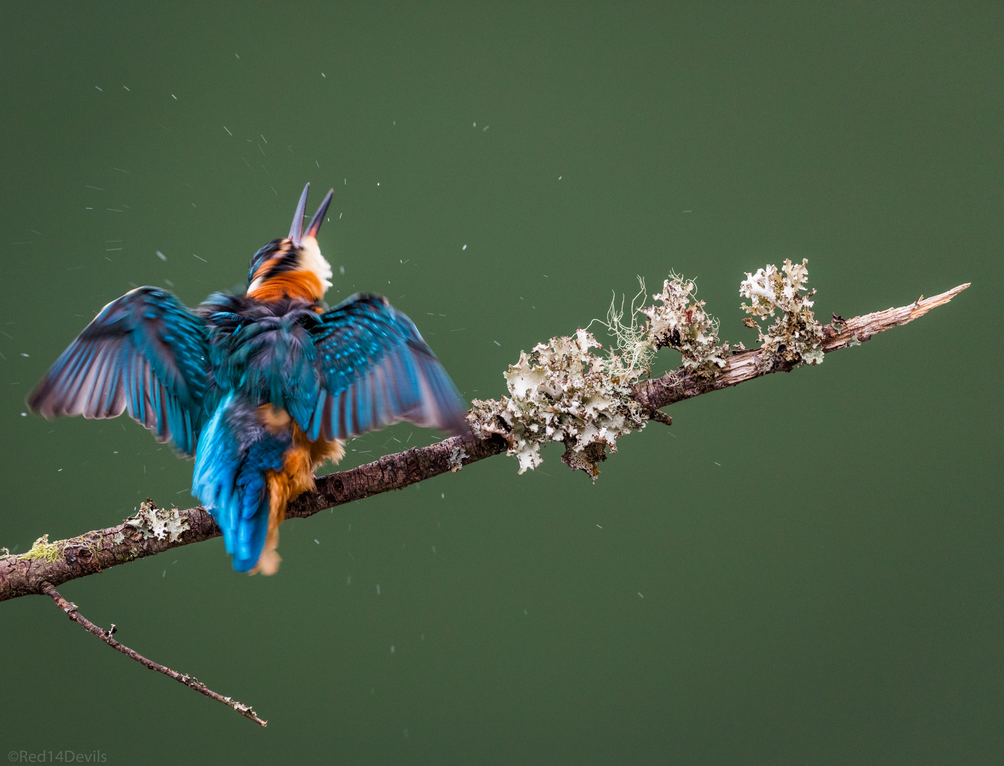Canon EF 100-400mm F4.5-5.6L IS II USM sample photo. The king dance photography